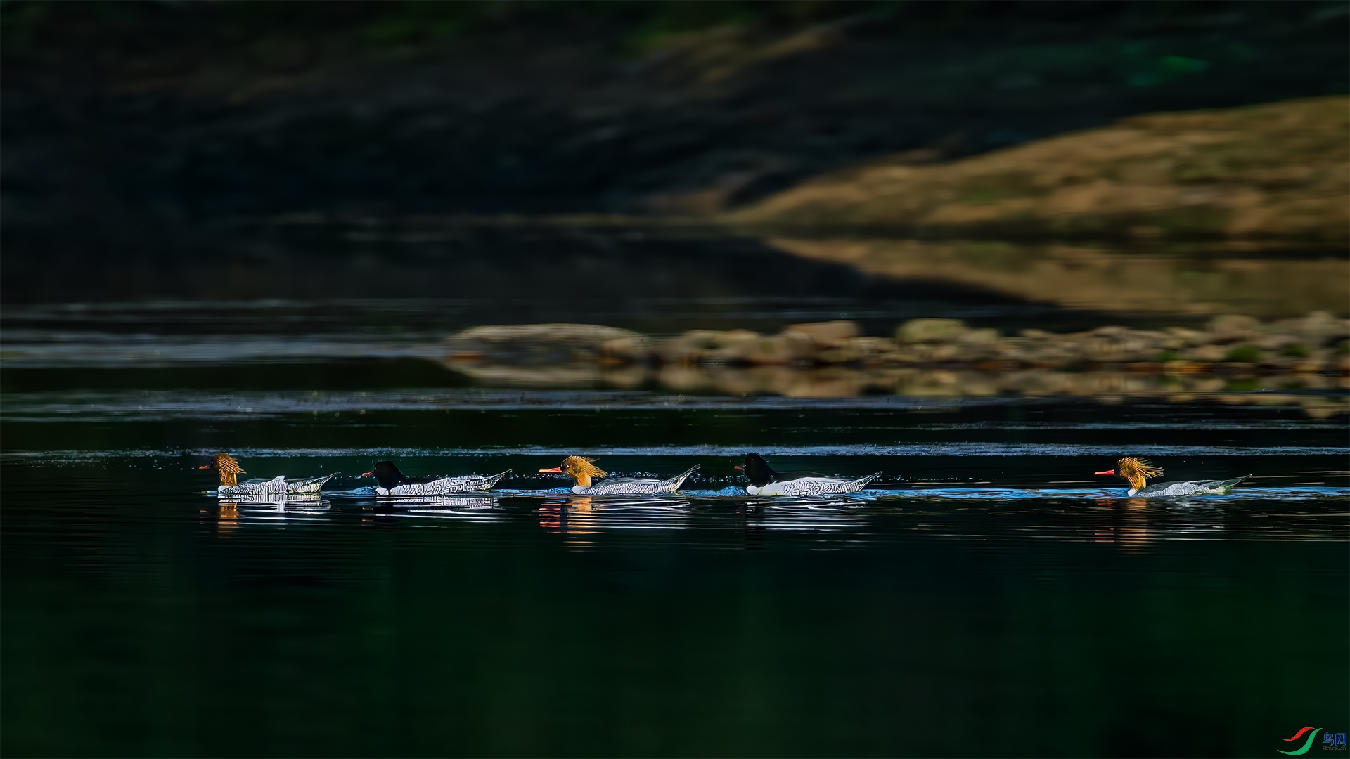 _DSC0188-����ǿ-NR-1 ����.jpg