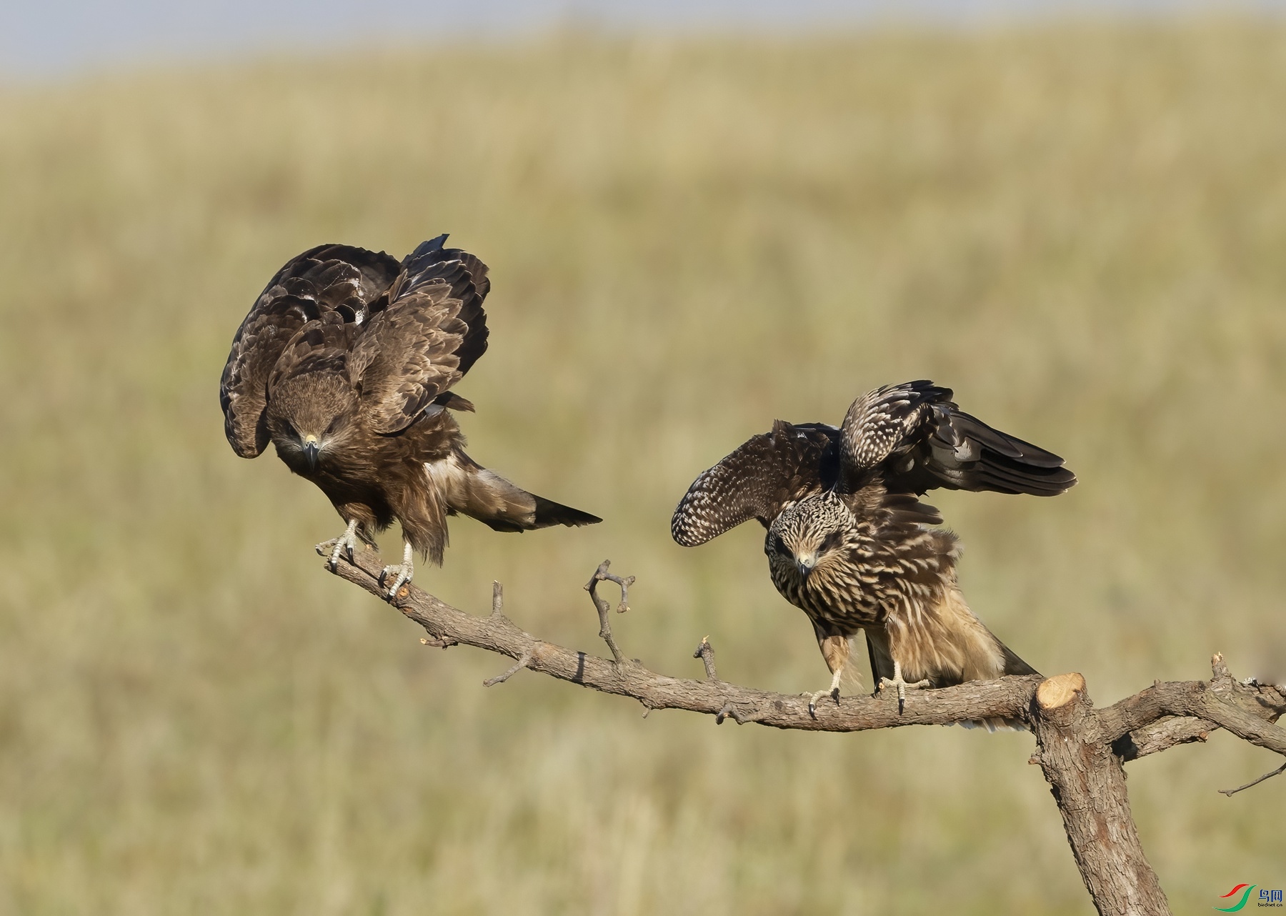 DSC00070 ����_����.jpg