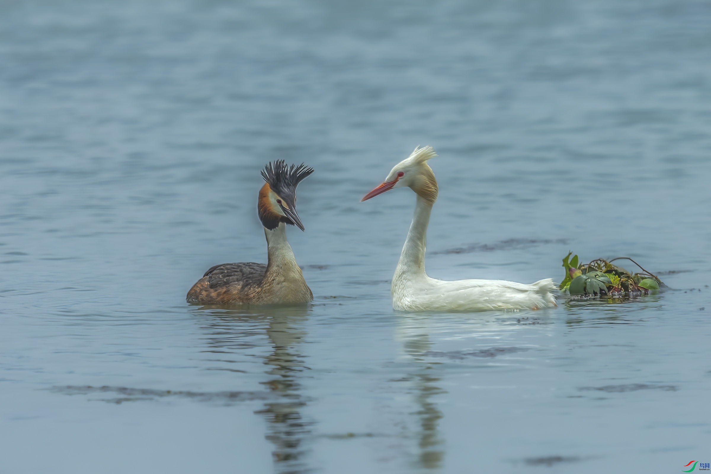 C09R2496 ����.jpg