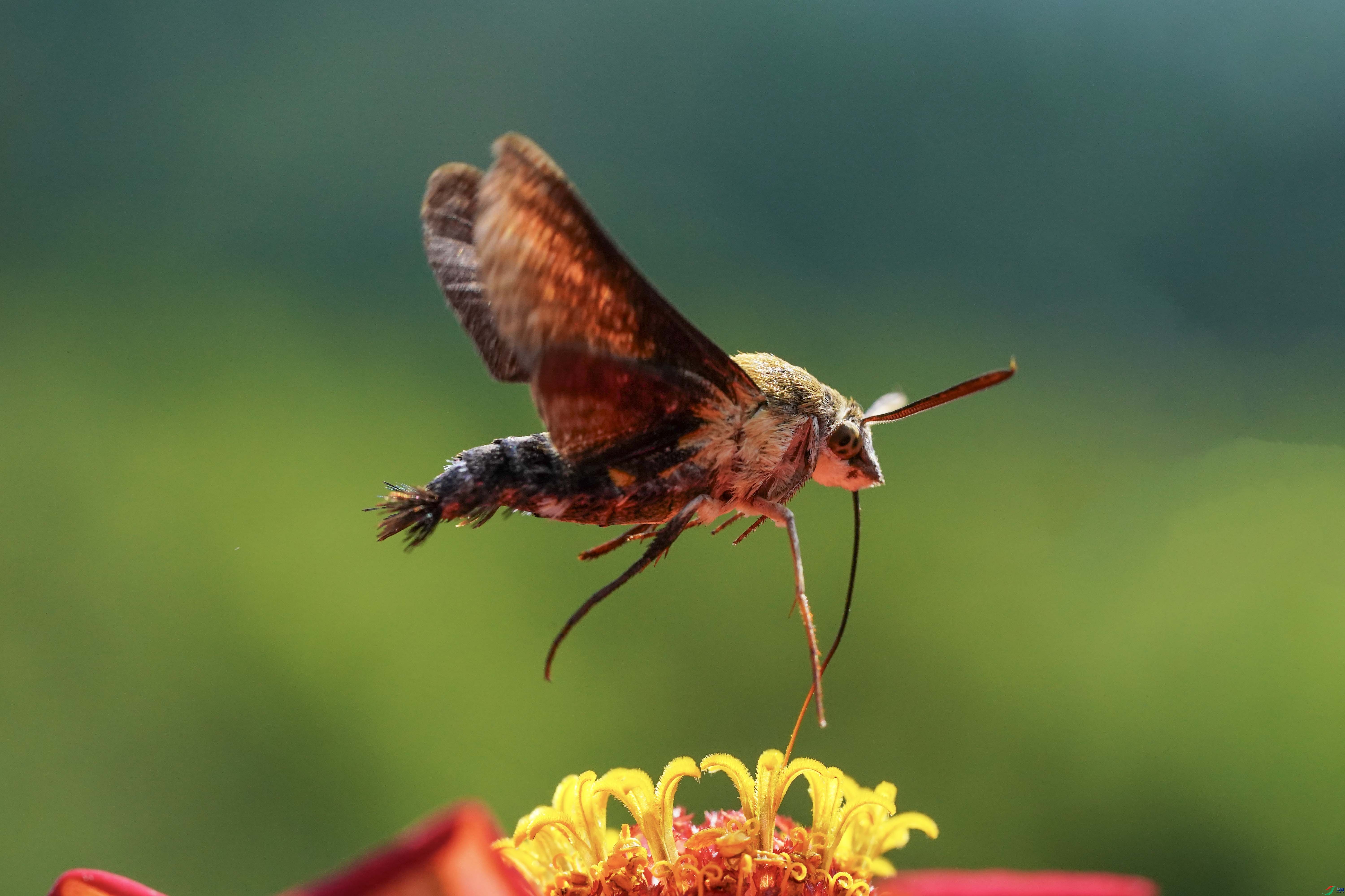 DSC04037 ����.jpg