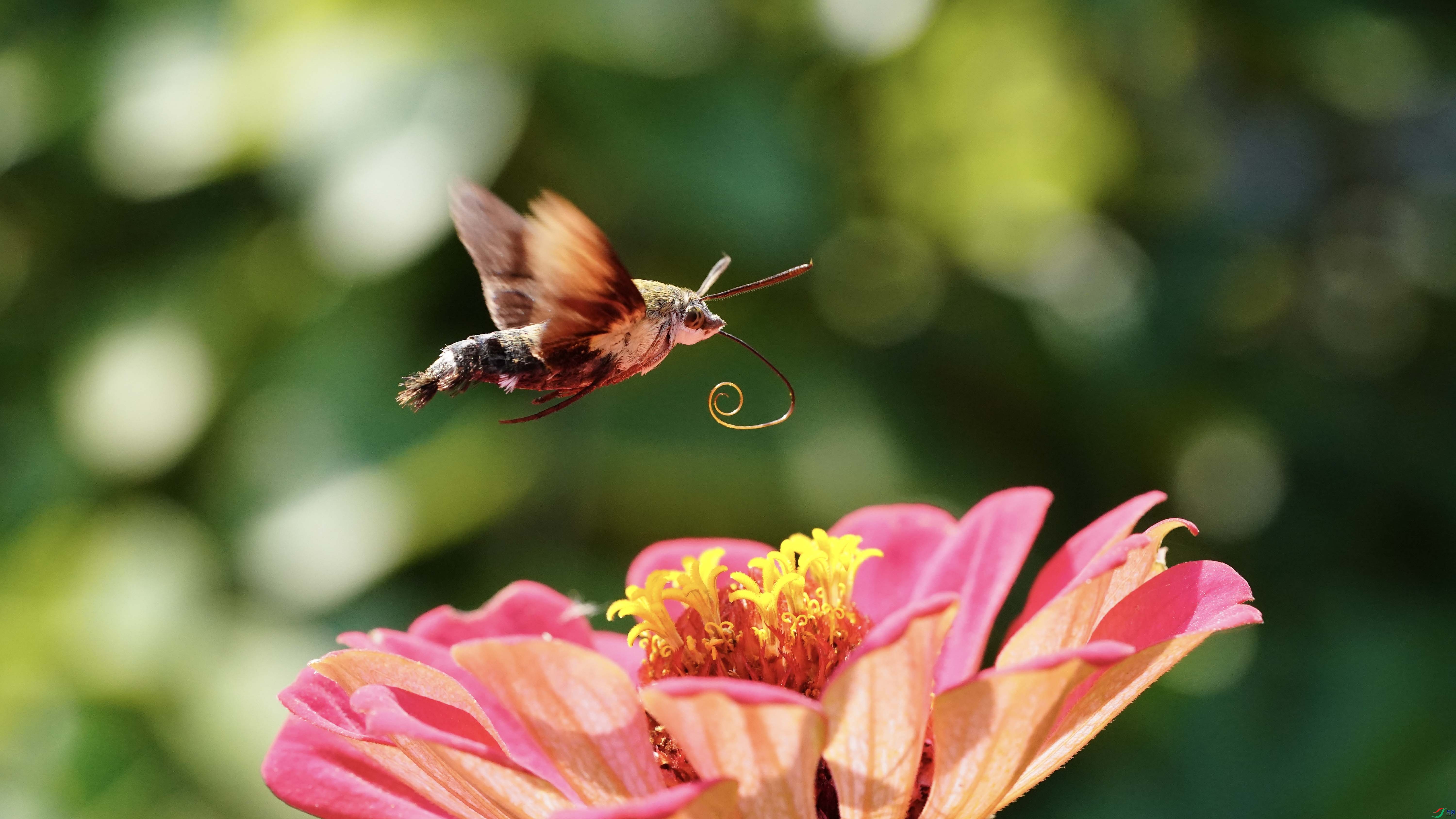 DSC04039 ����.jpg