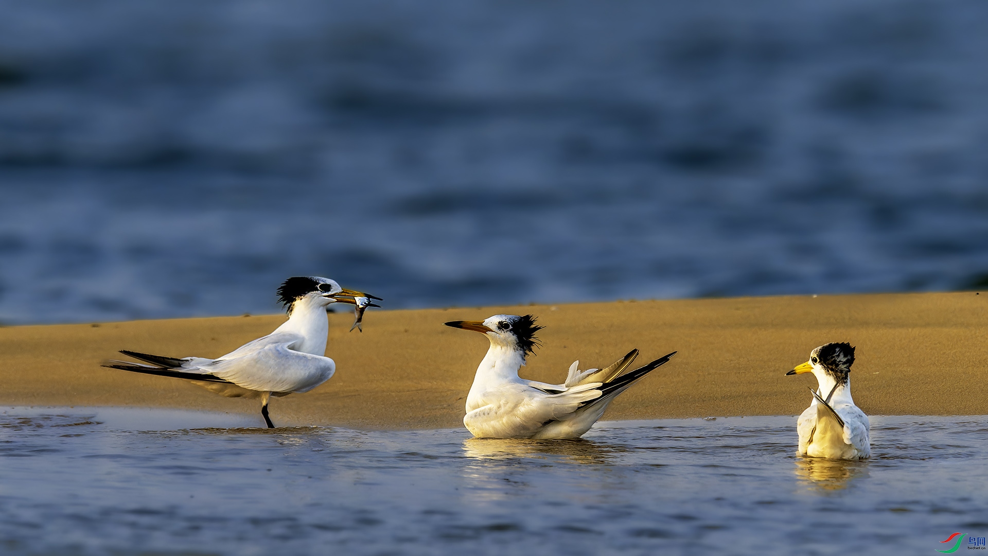 _CYG4324-NEF_DxO_DeepPRIMEXD ����.jpg