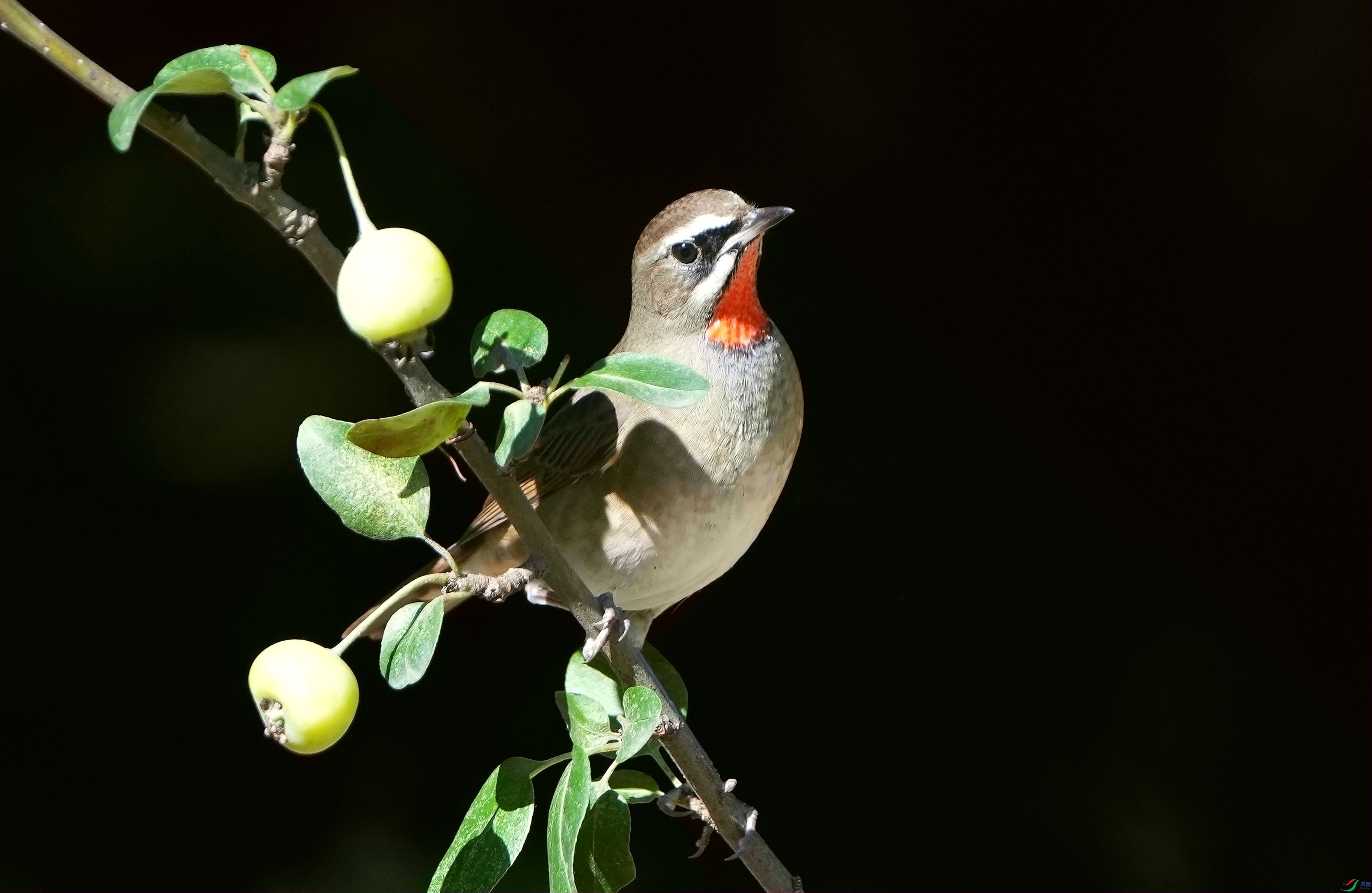 ���εĺ���DSC08080_����.jpg