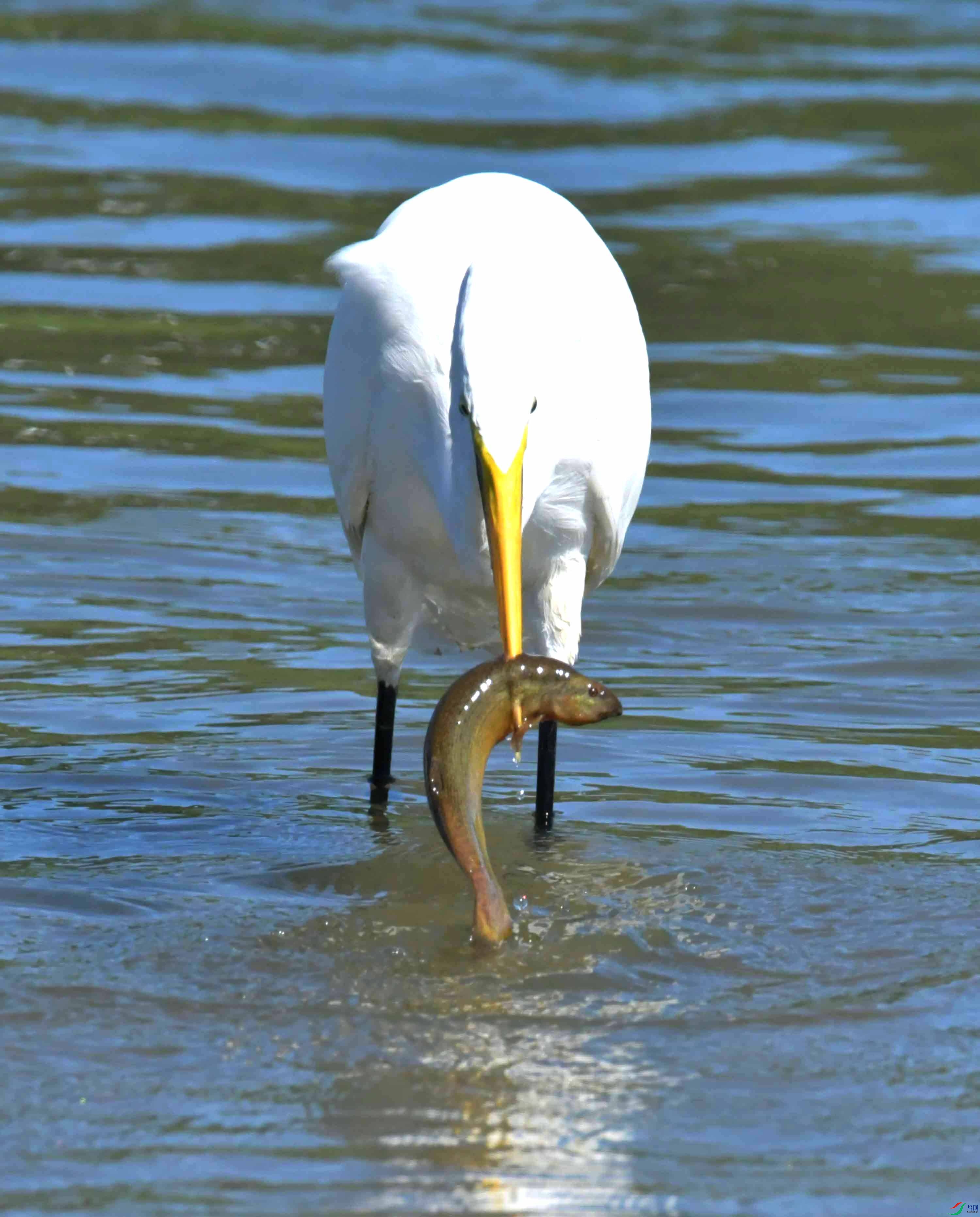 DSC_4461.JPG