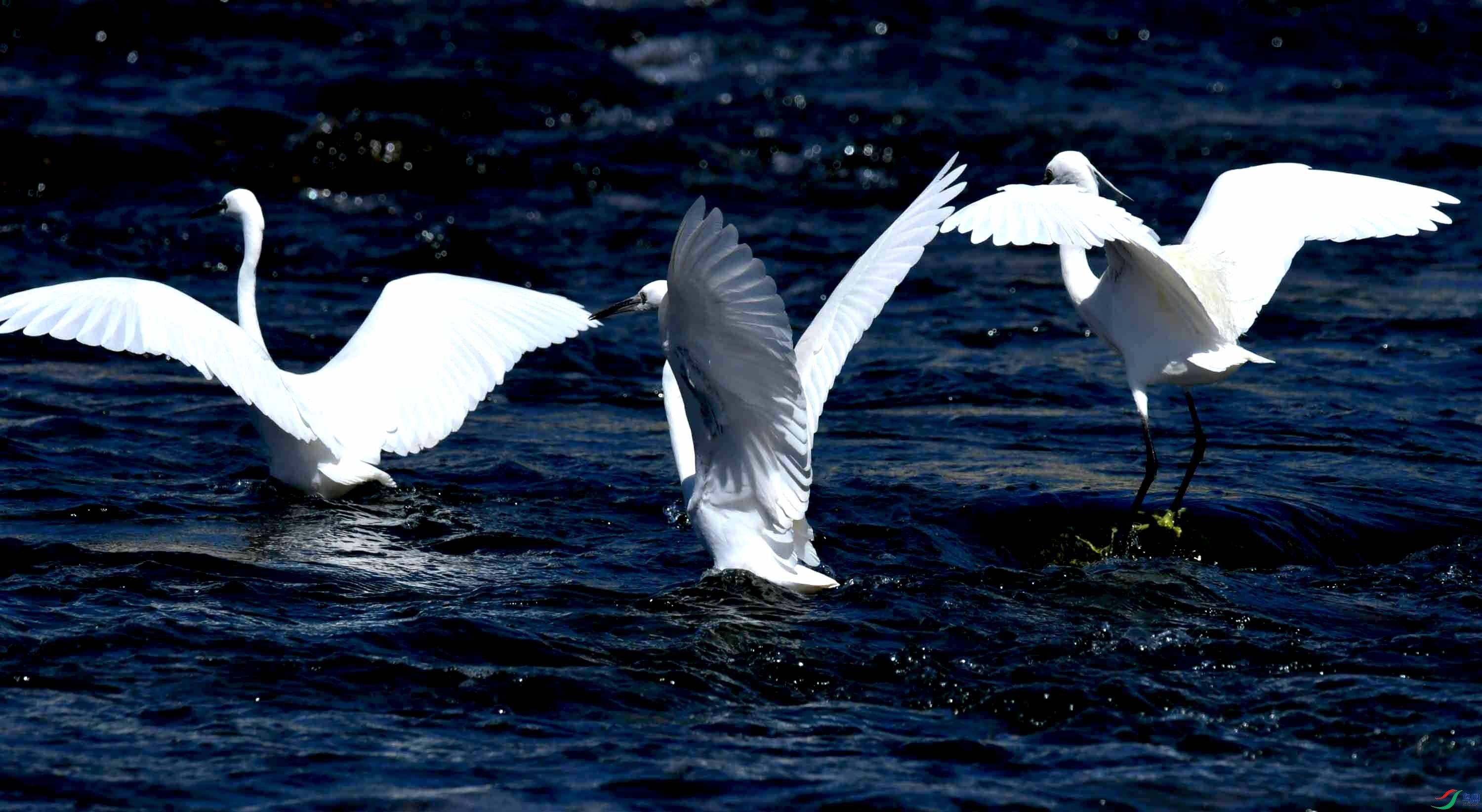 DSC_4643.JPG