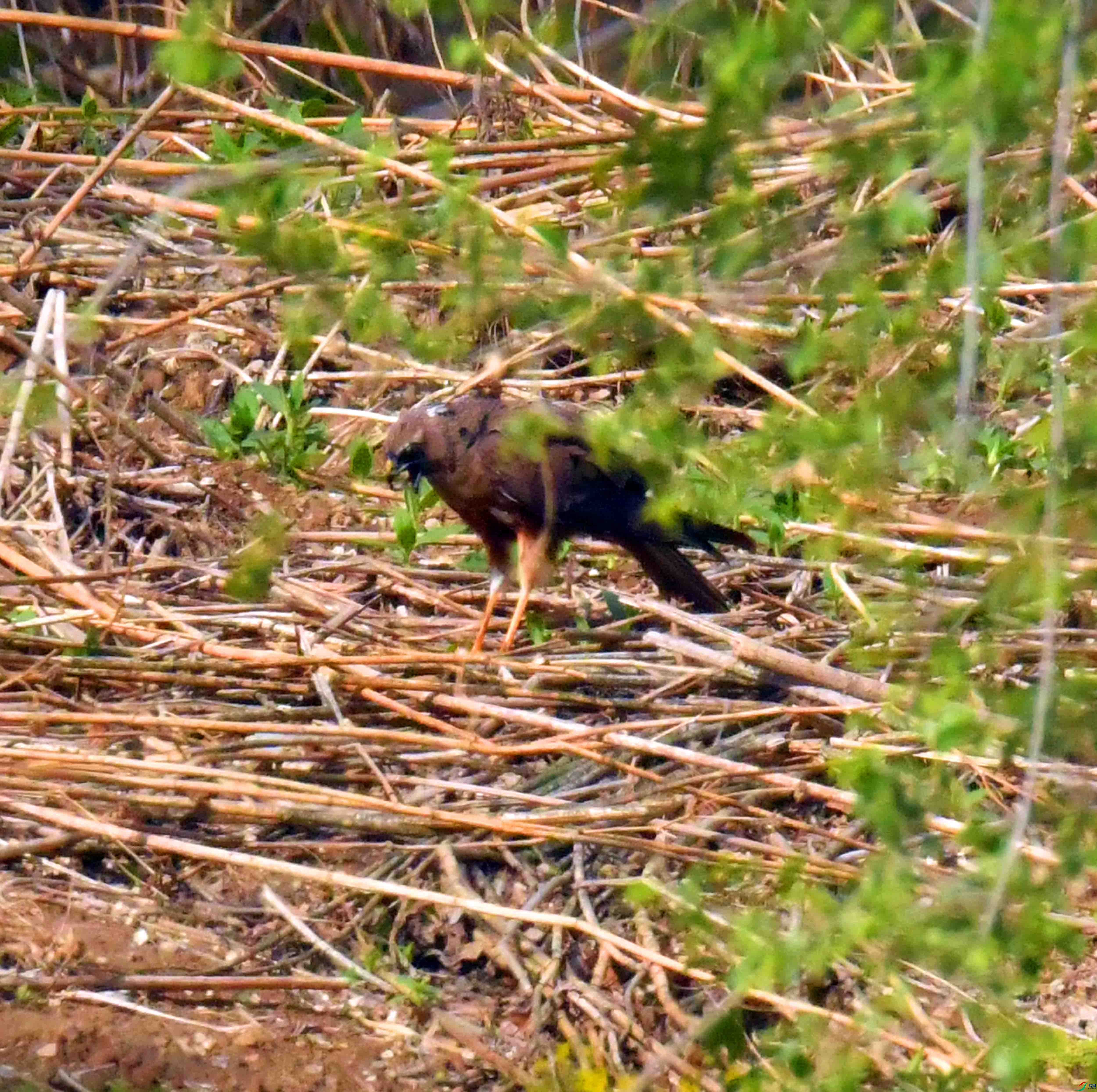 DSC_3976.JPG