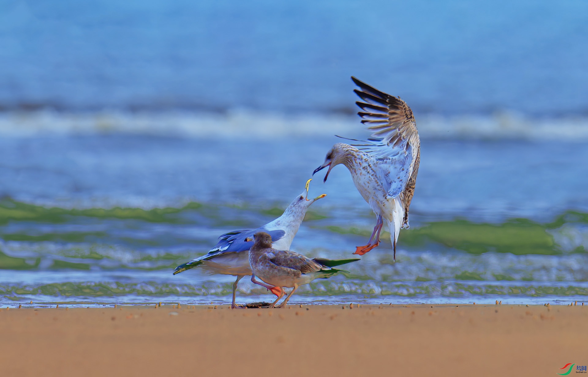 DSC_5817-1 ����.jpg