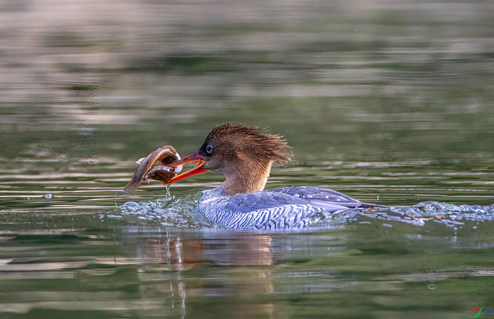 407A0305 ����-Sh--=--1   .jpg