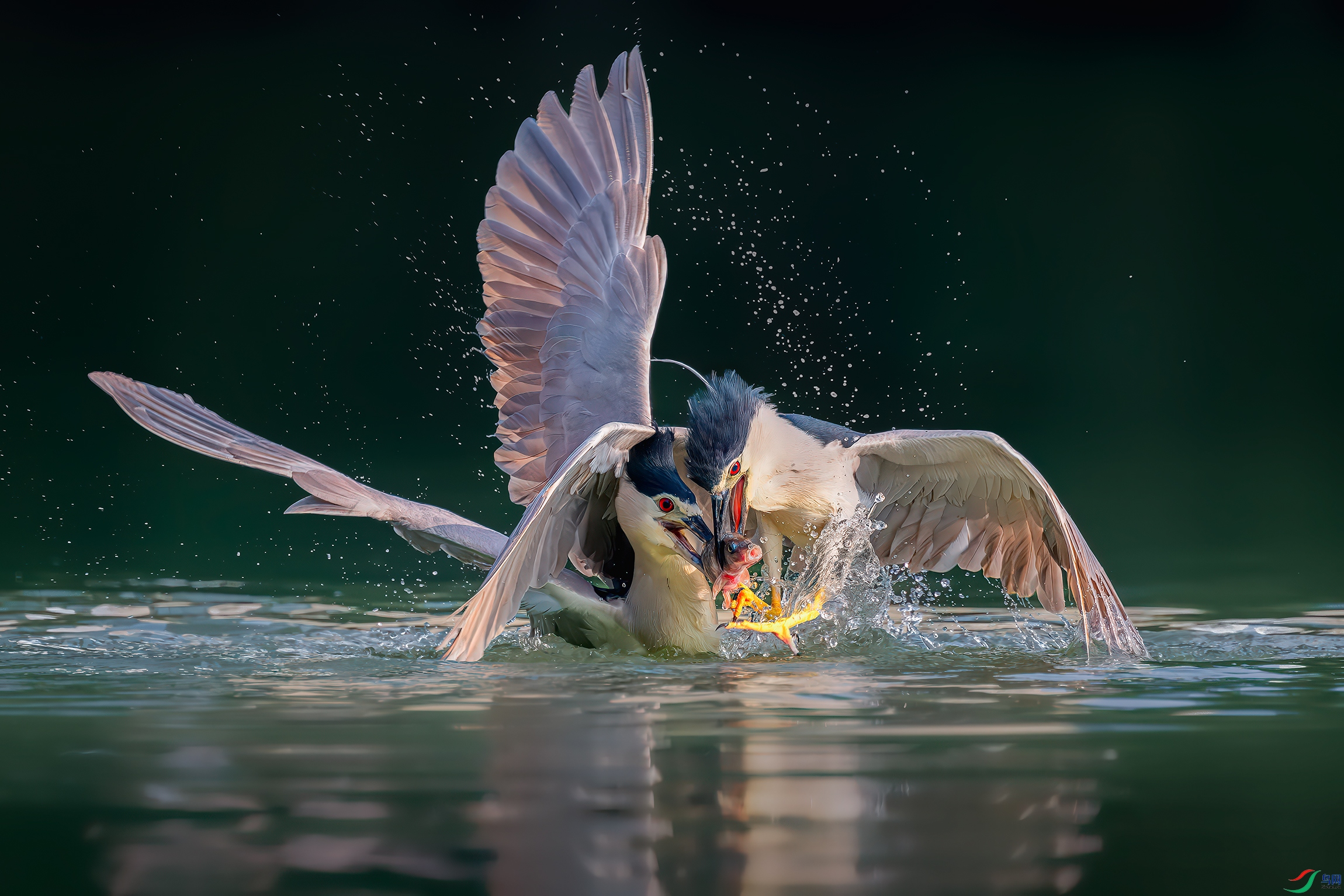 DSC_6648-����ǿ-NR ����.jpg