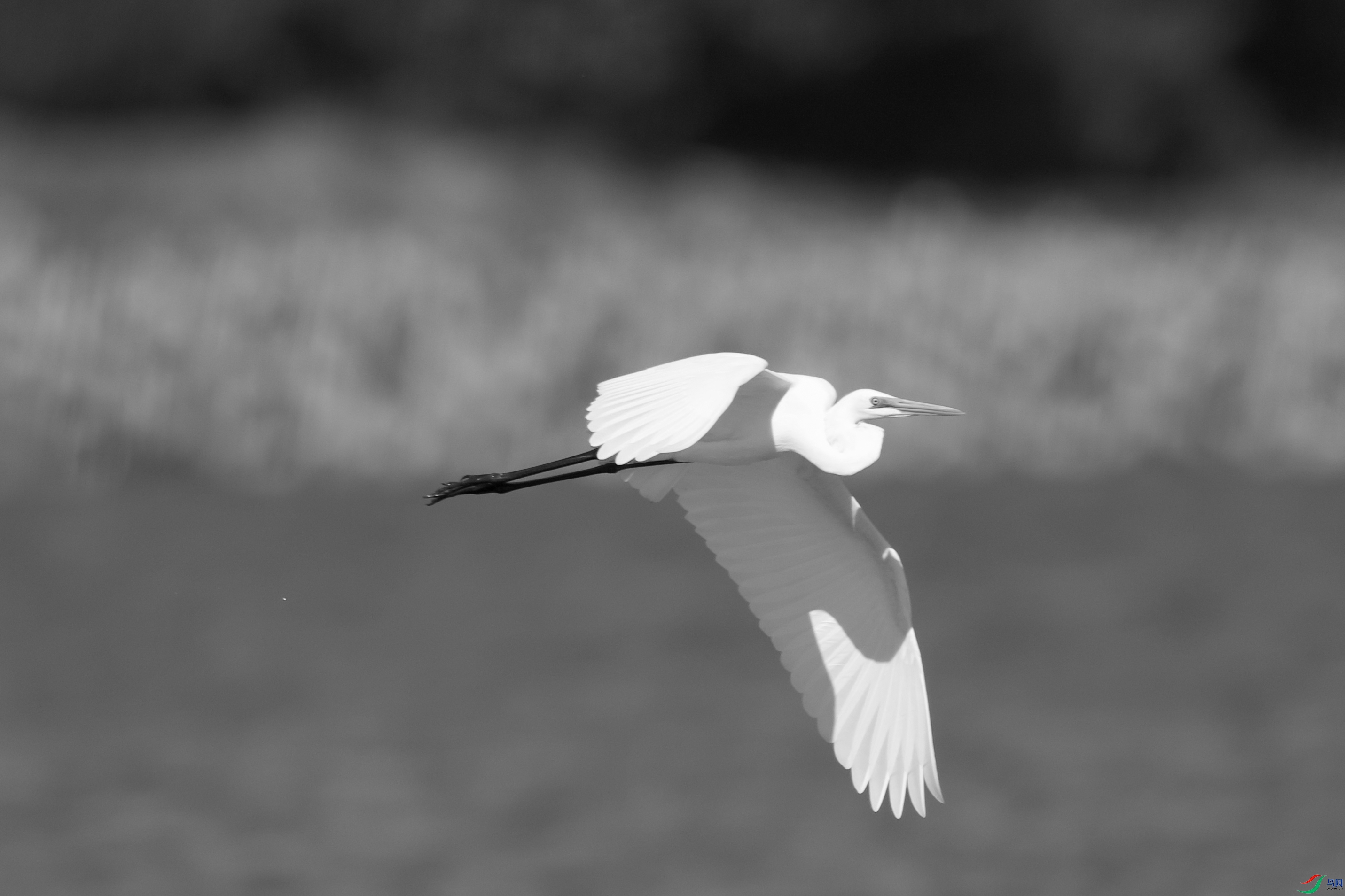 DSC_1311-.jpg