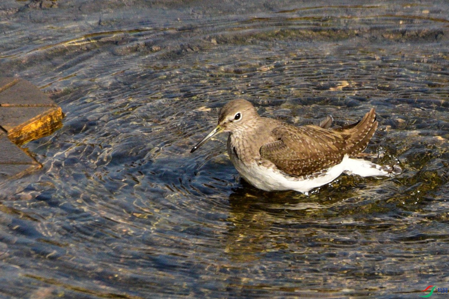 DSC_3265.JPG