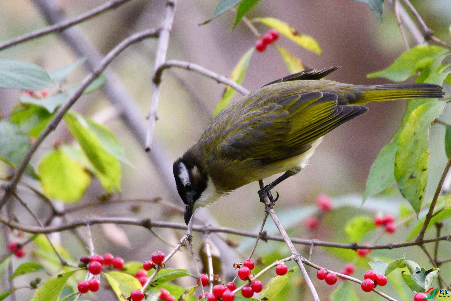 DSC_6104.JPG