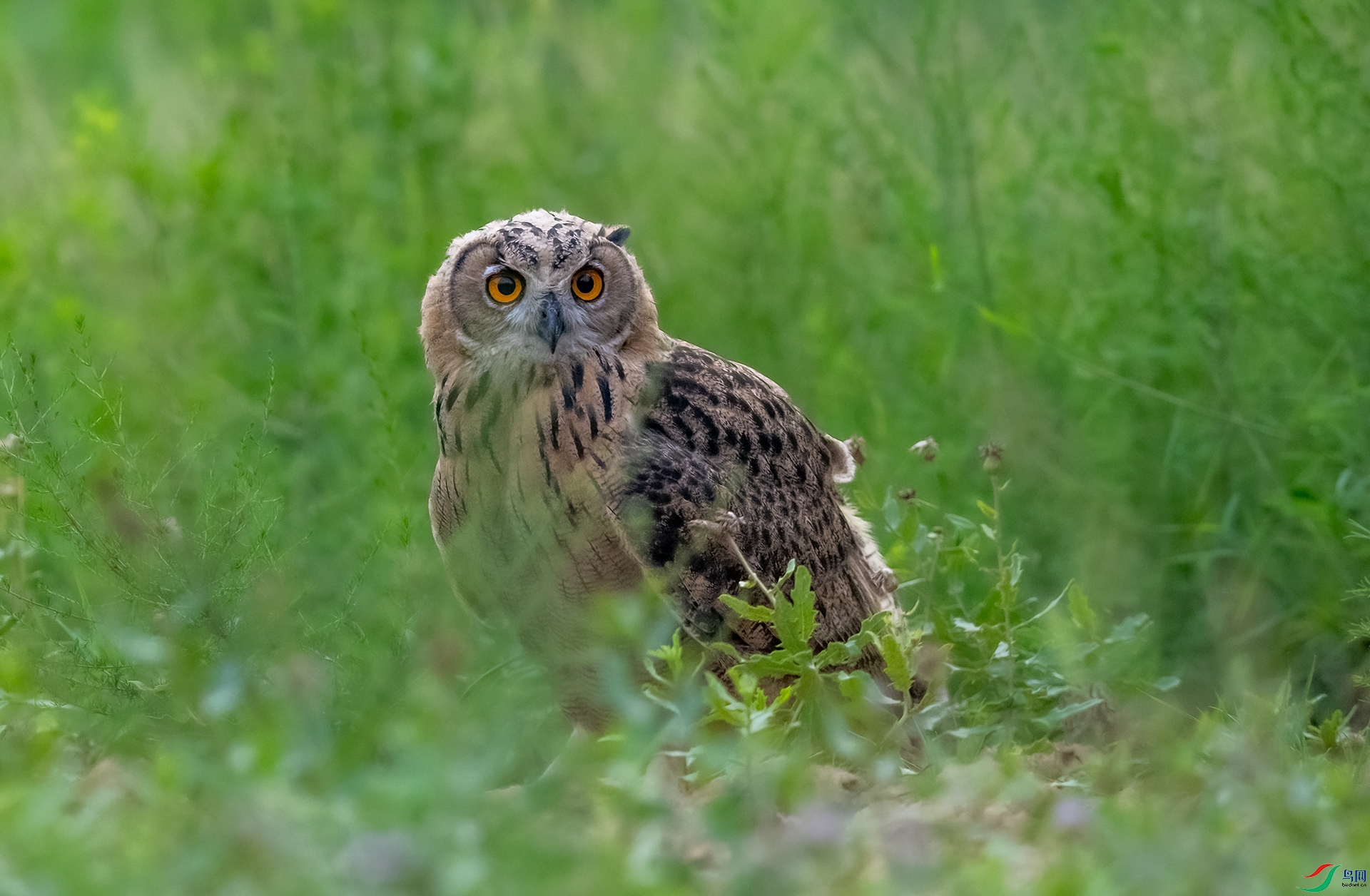 DSC_7339-1.jpg