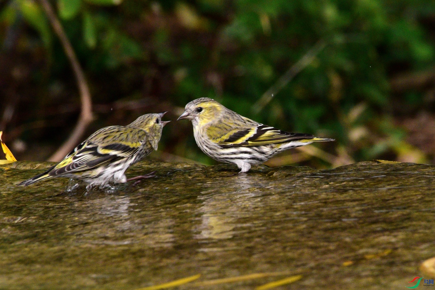 DSC_6265.JPG