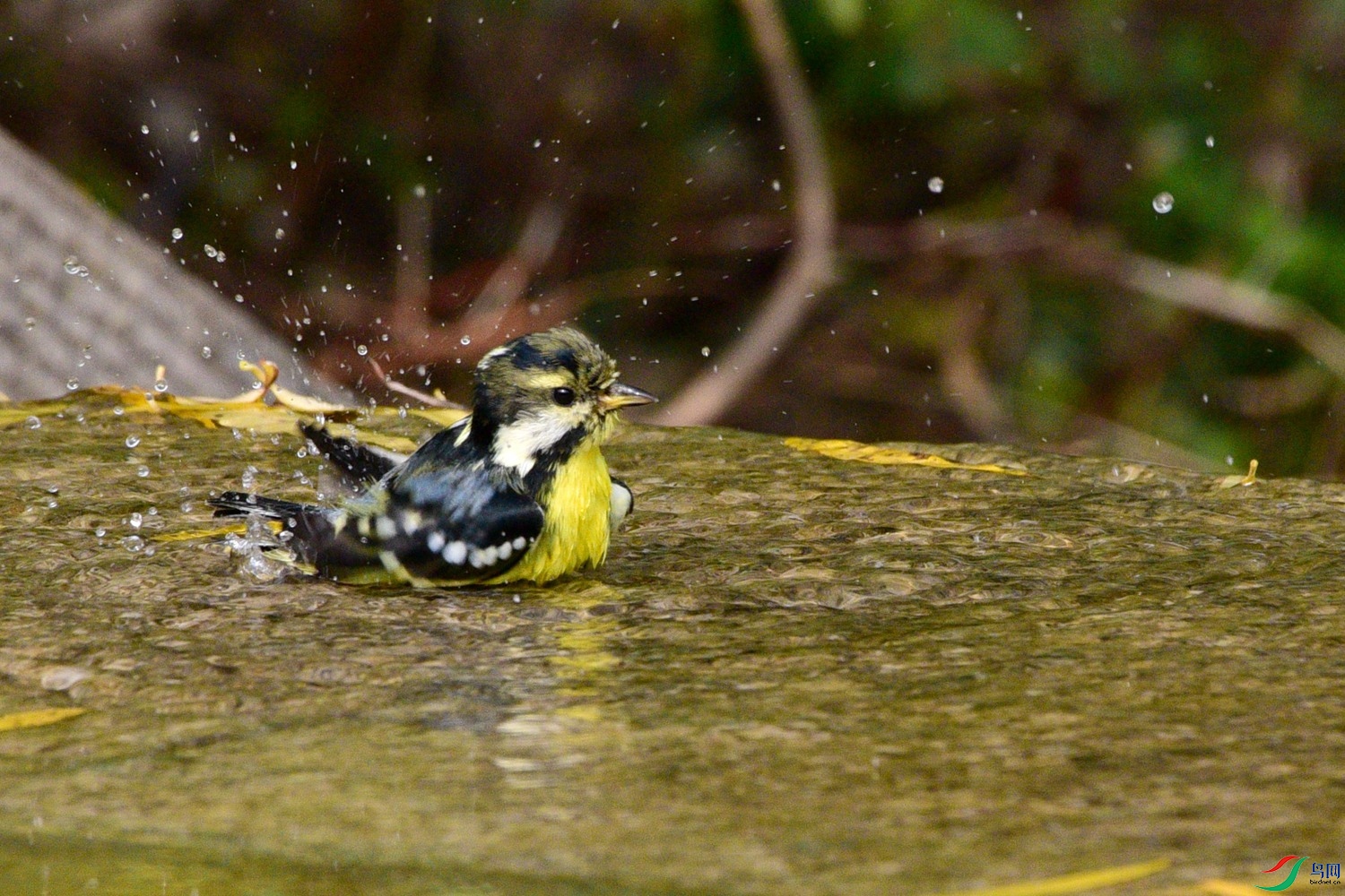 DSC_6402.JPG