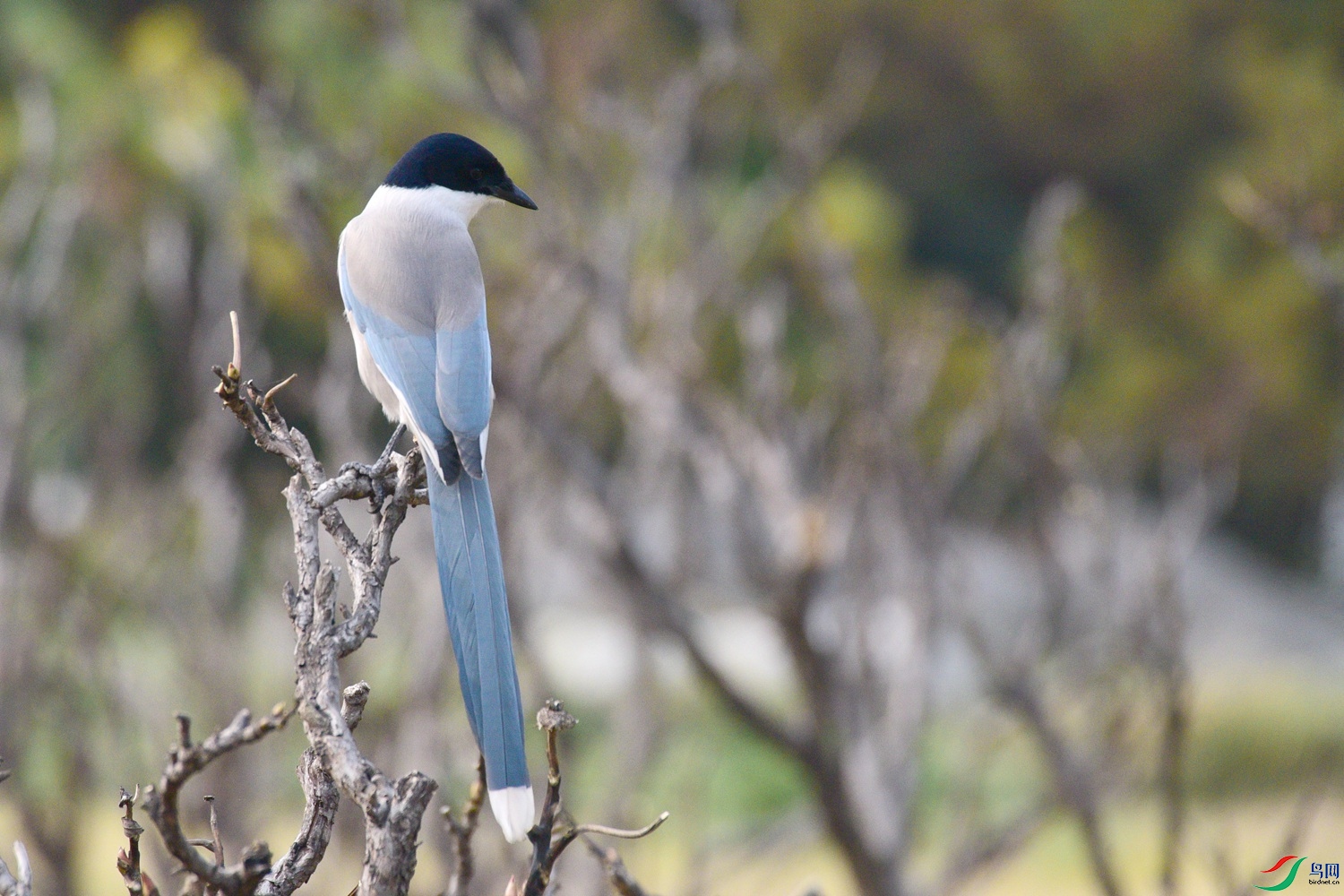 DSC_6686.JPG