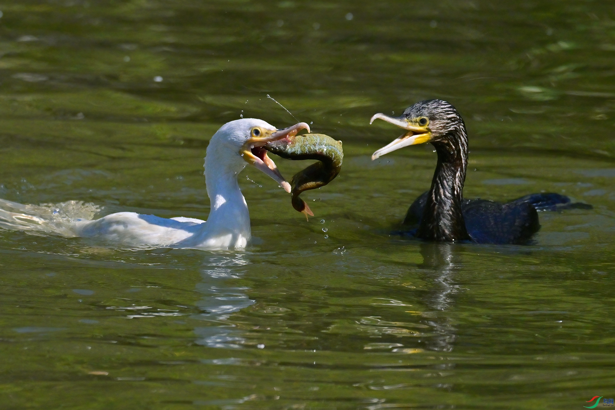 DSC_2763-V.jpg
