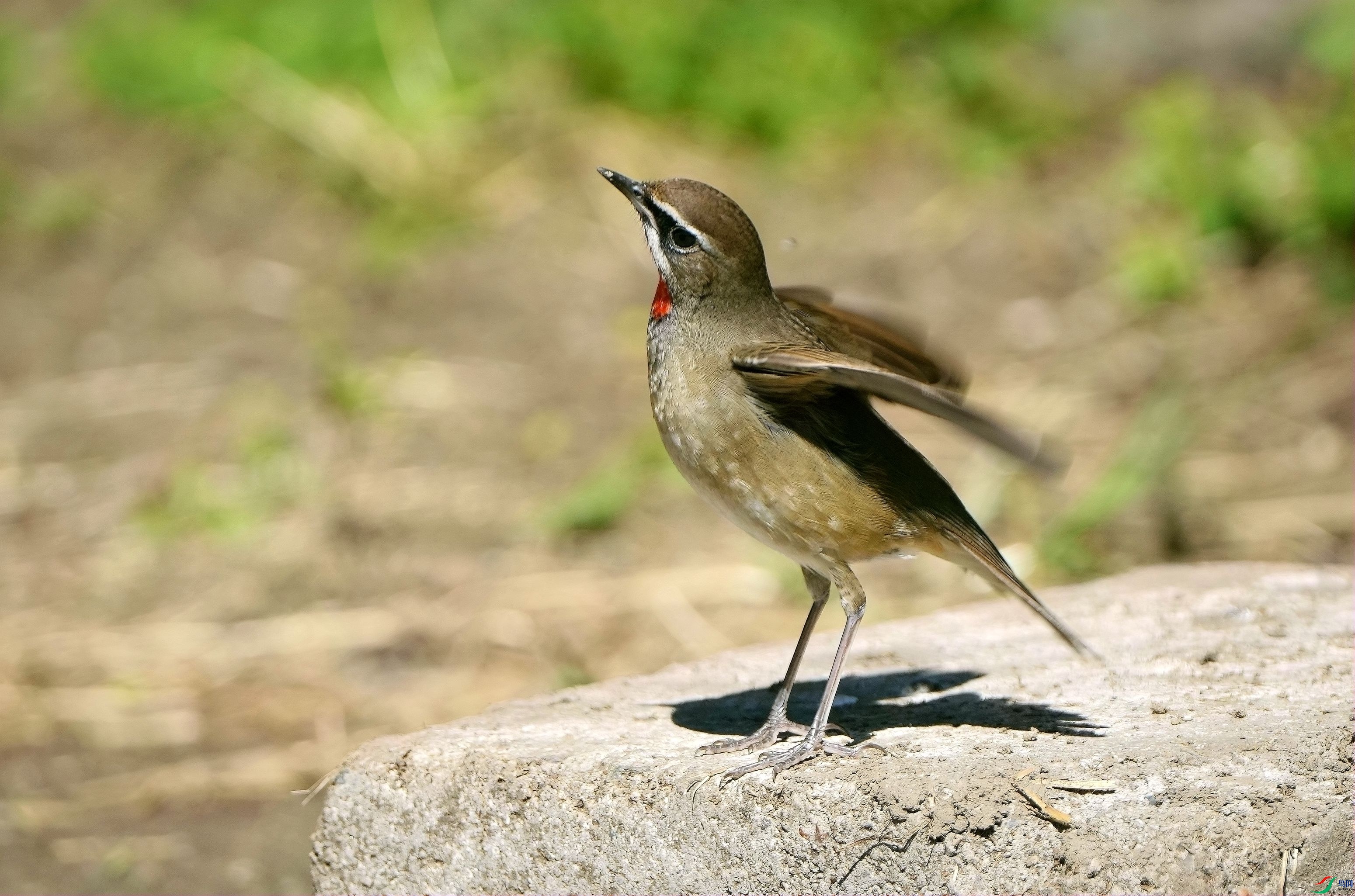 ʯ��΢�ų�DSC07538_����.jpg