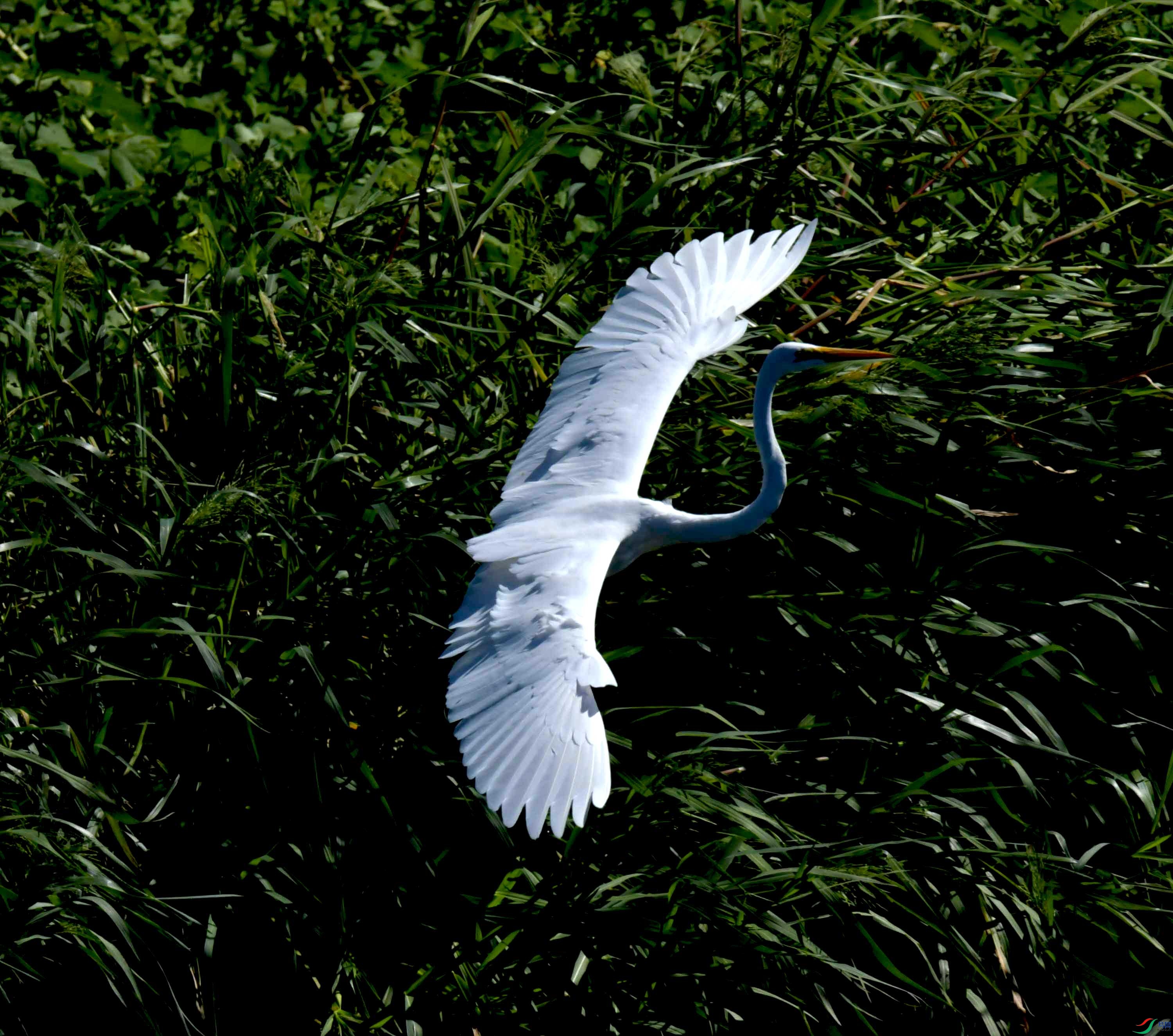 DSC_4686.JPG