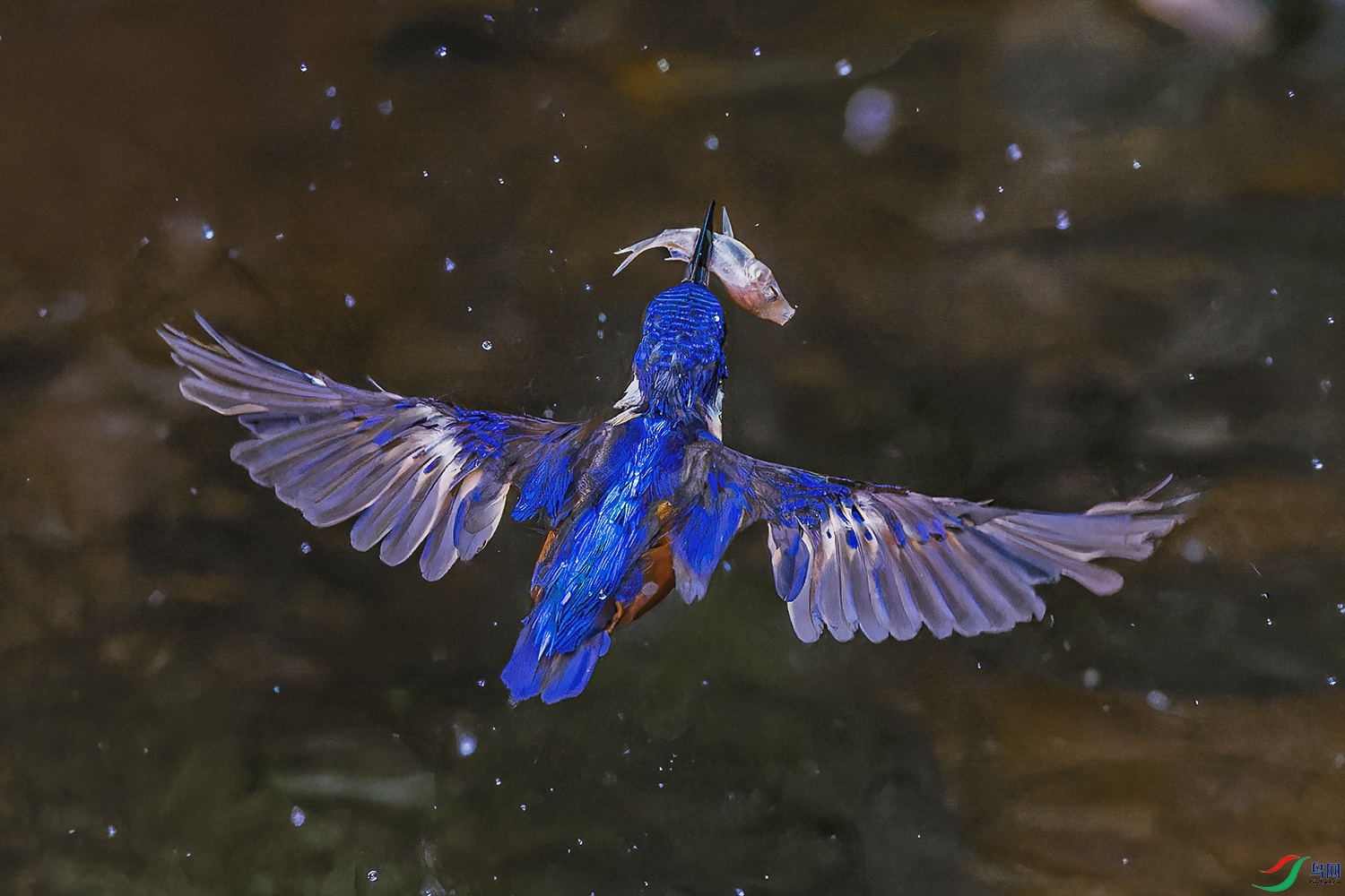 _97A3727-CR3 copy.jpg