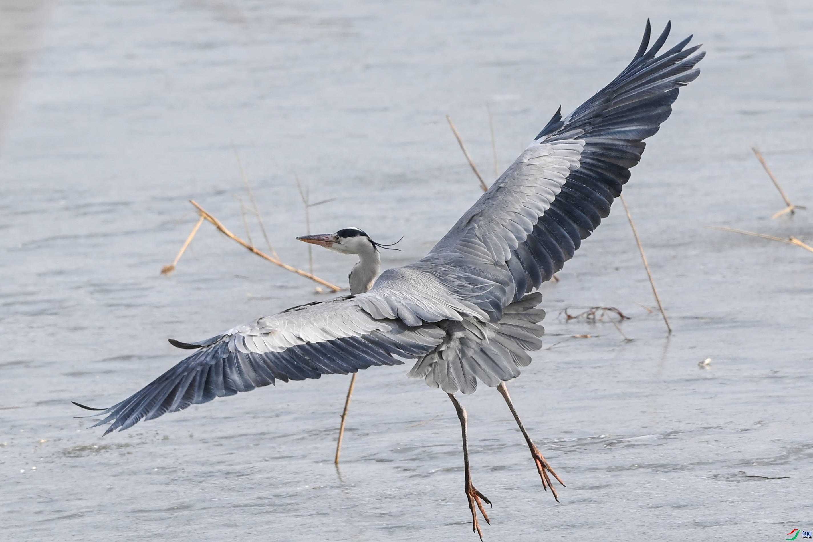 DSC_3819-.jpg