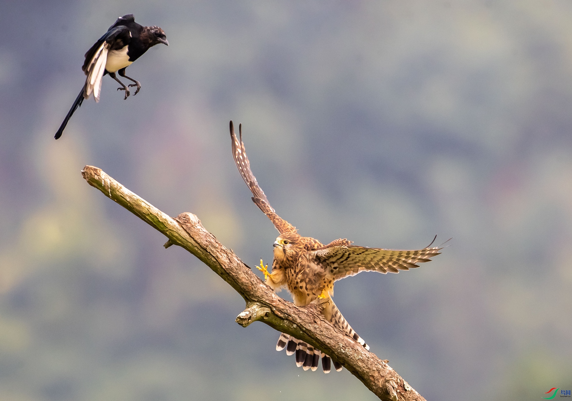 ������ϲȵ