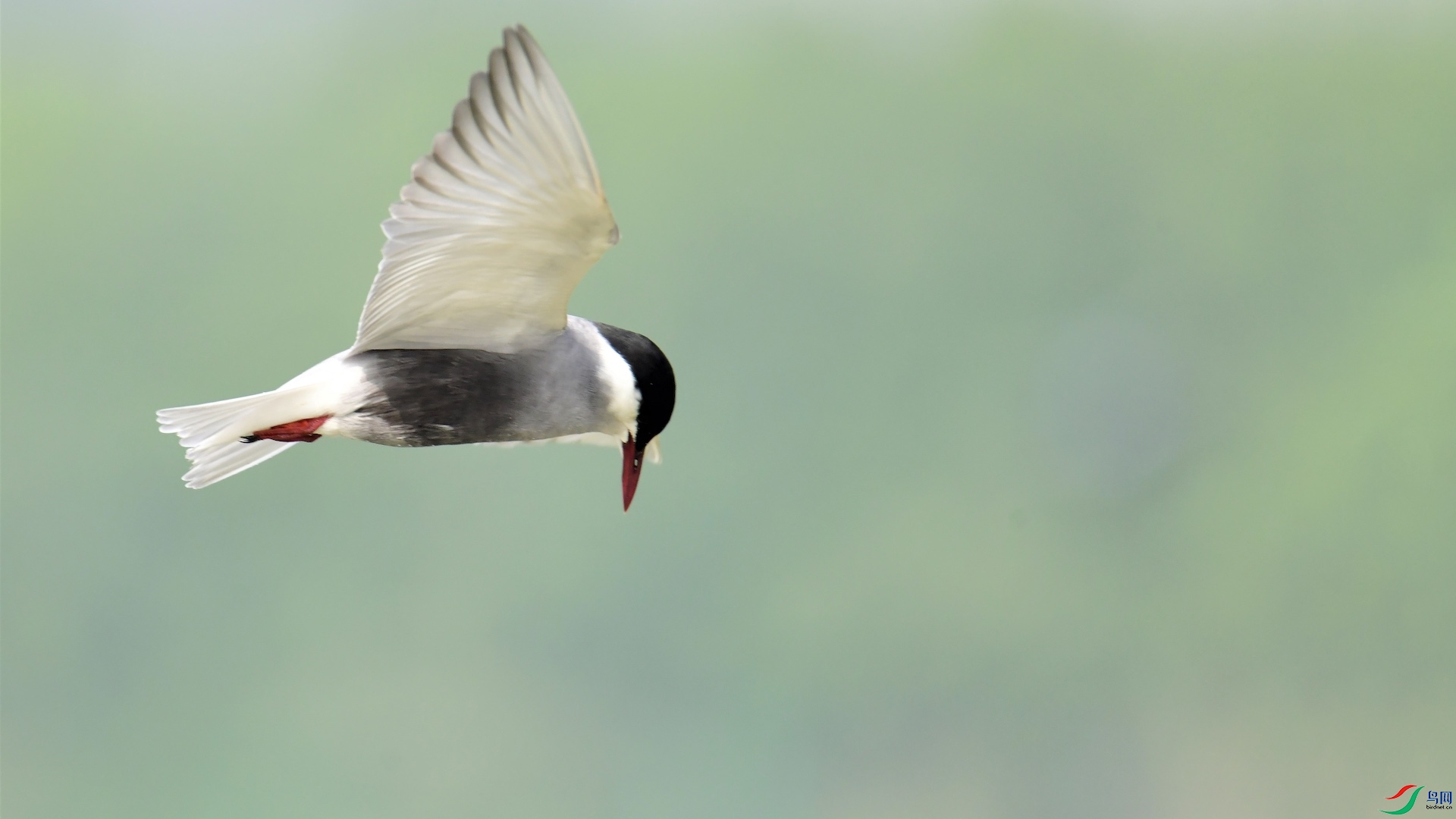 1_XXL8543 (2) ����.jpeg