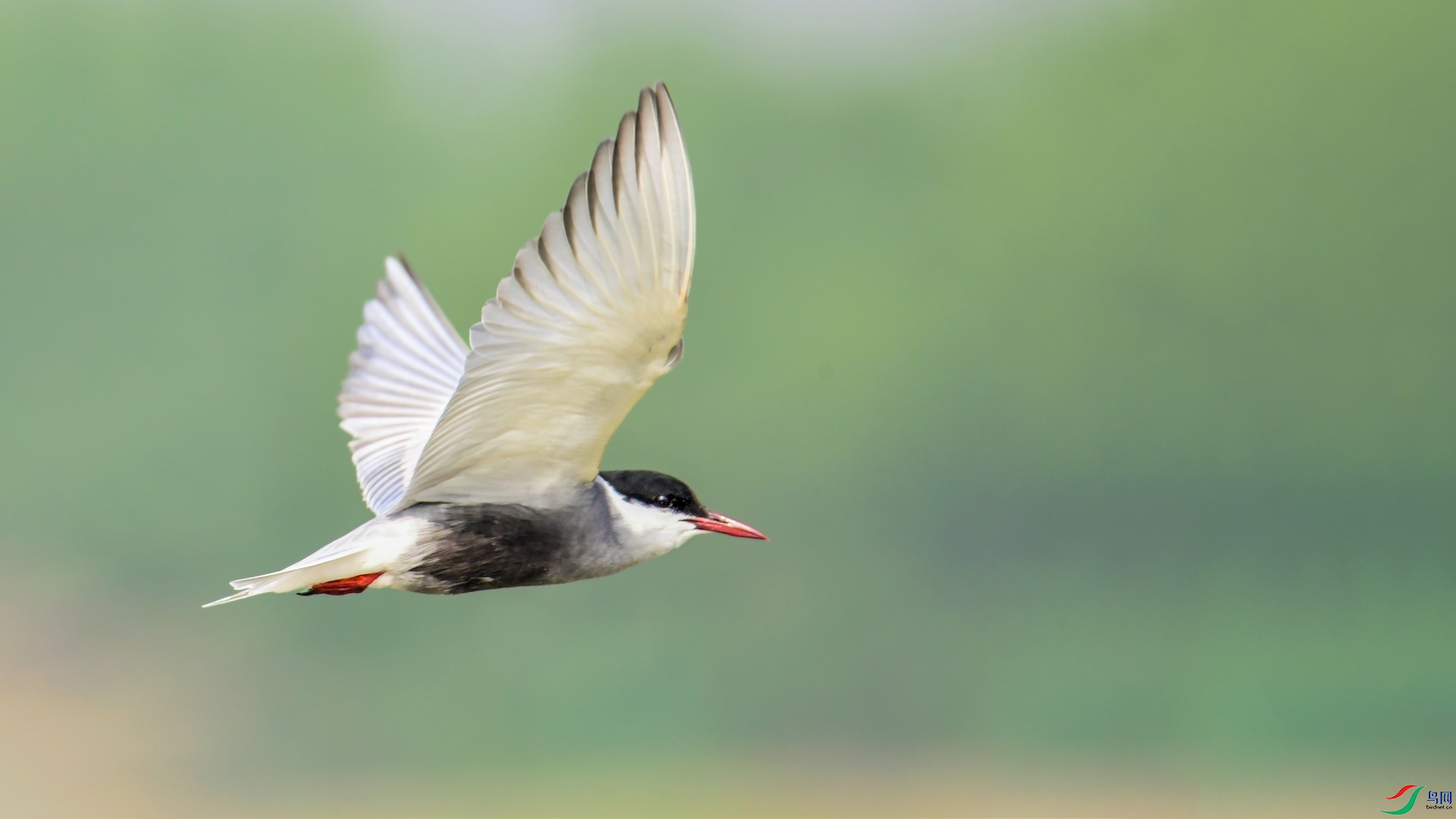 1_XXL8547 (2) ����.jpeg