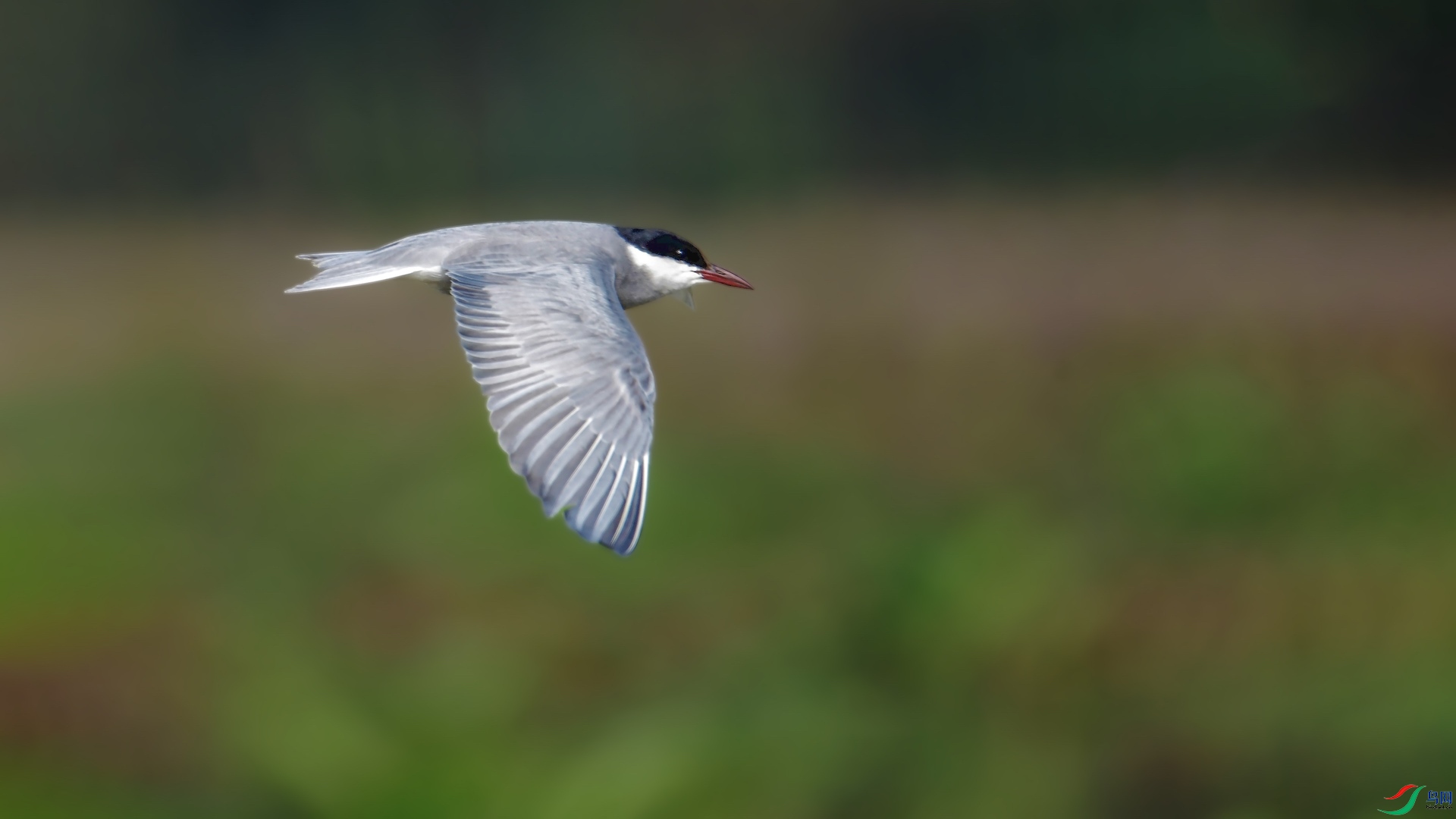 1_XXL8592 (2) ����.jpeg