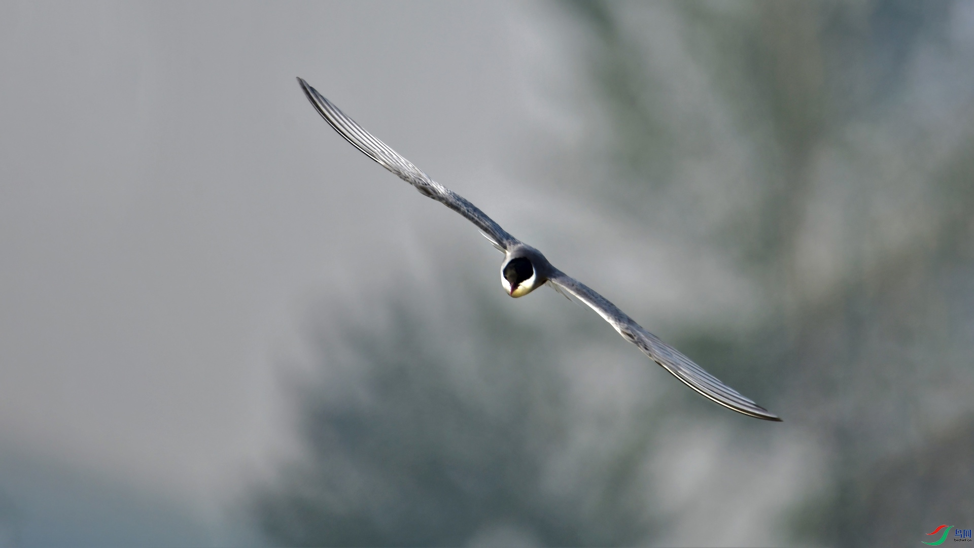 1_XXL8633 (2) ����.jpeg