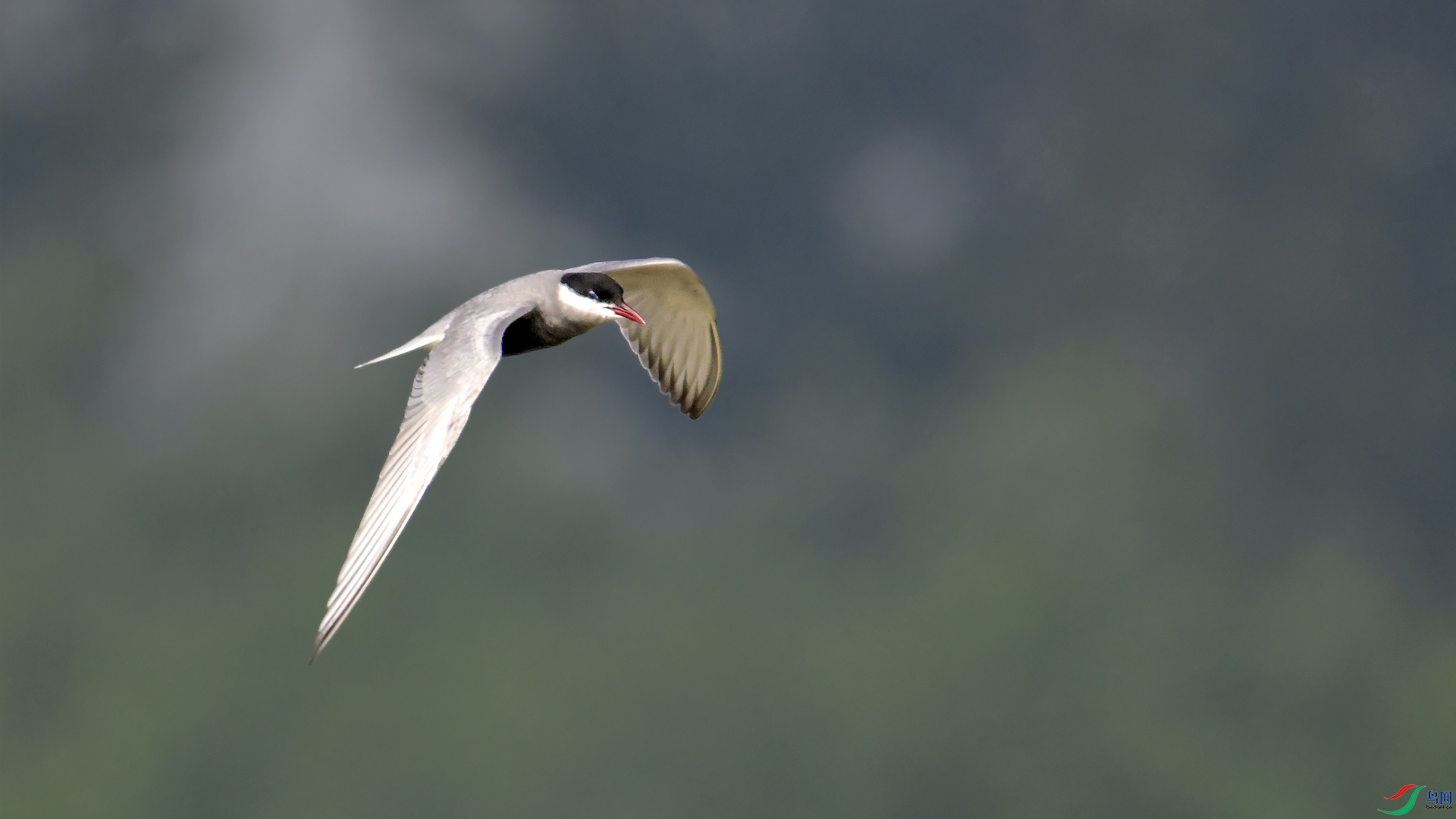 1_XXL8637 (2) ����.jpeg