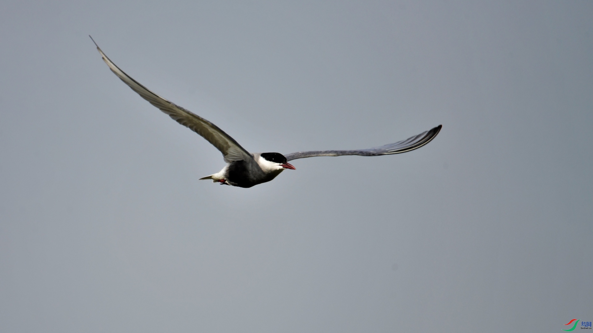 1_XXL8643 (2) ����.jpeg