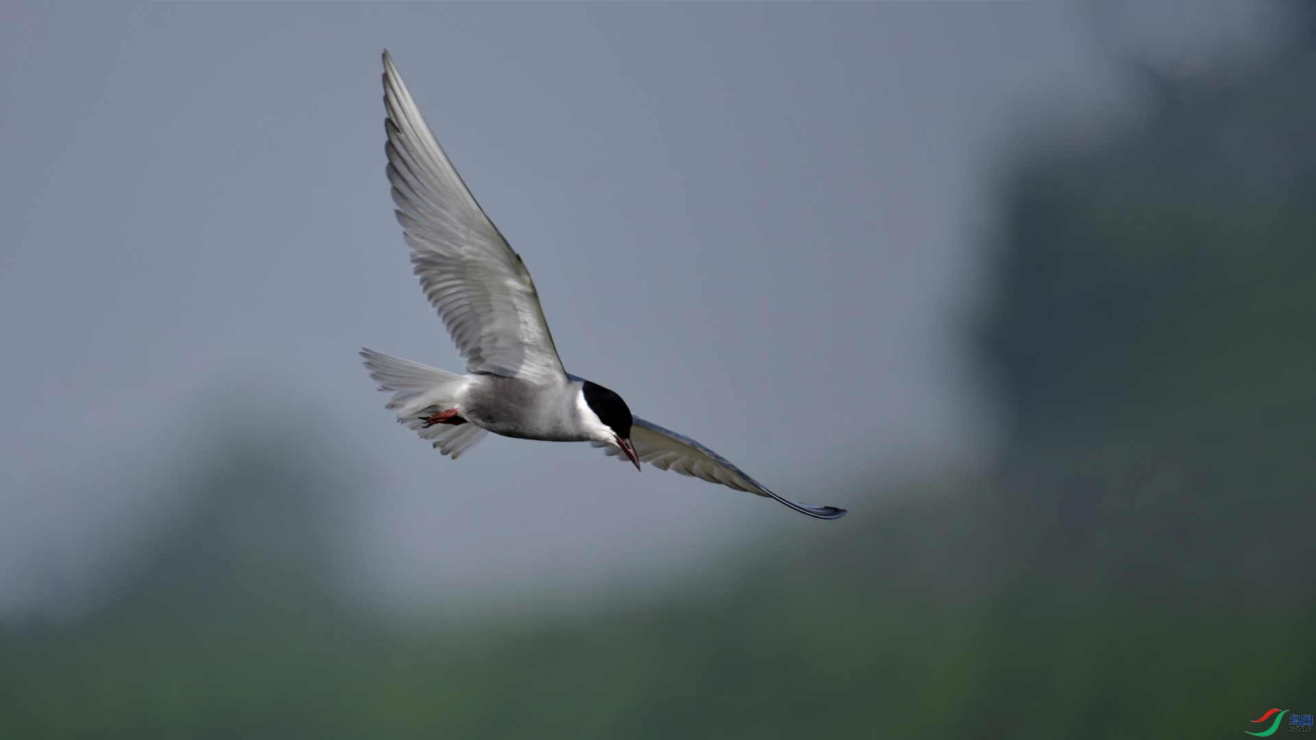 1_XXL8696 (2) ����.jpeg