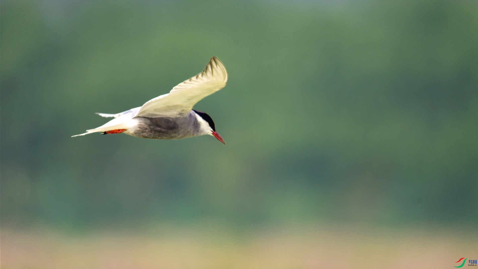 1_XXL8700 (2) ����.jpeg