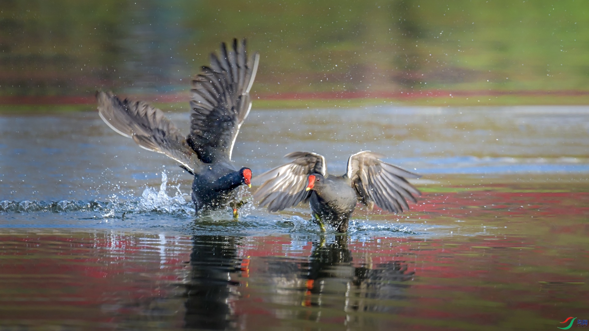 1δ����-194 ����.jpeg