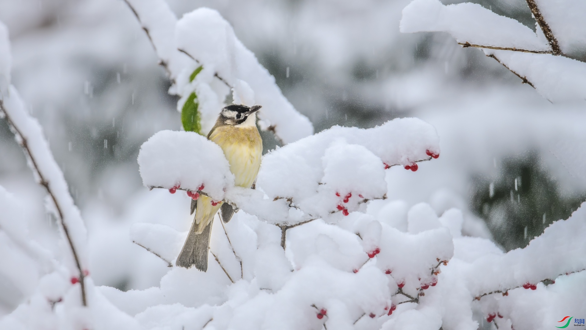 1XXL_1370 ����.jpeg