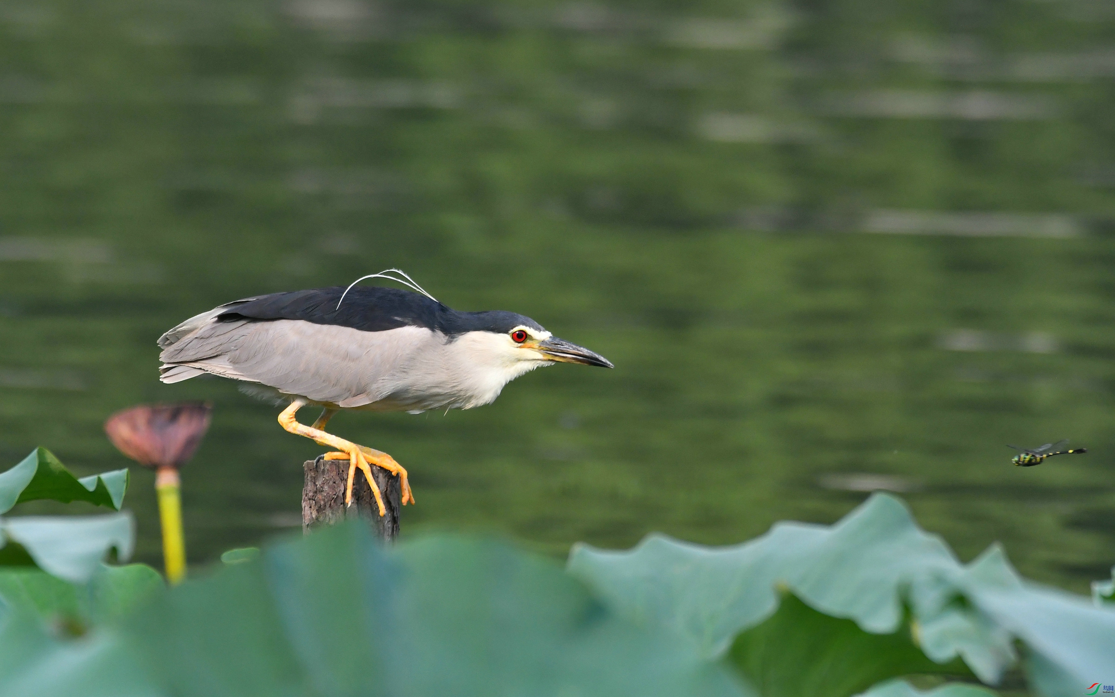 DSC_2676.JPG