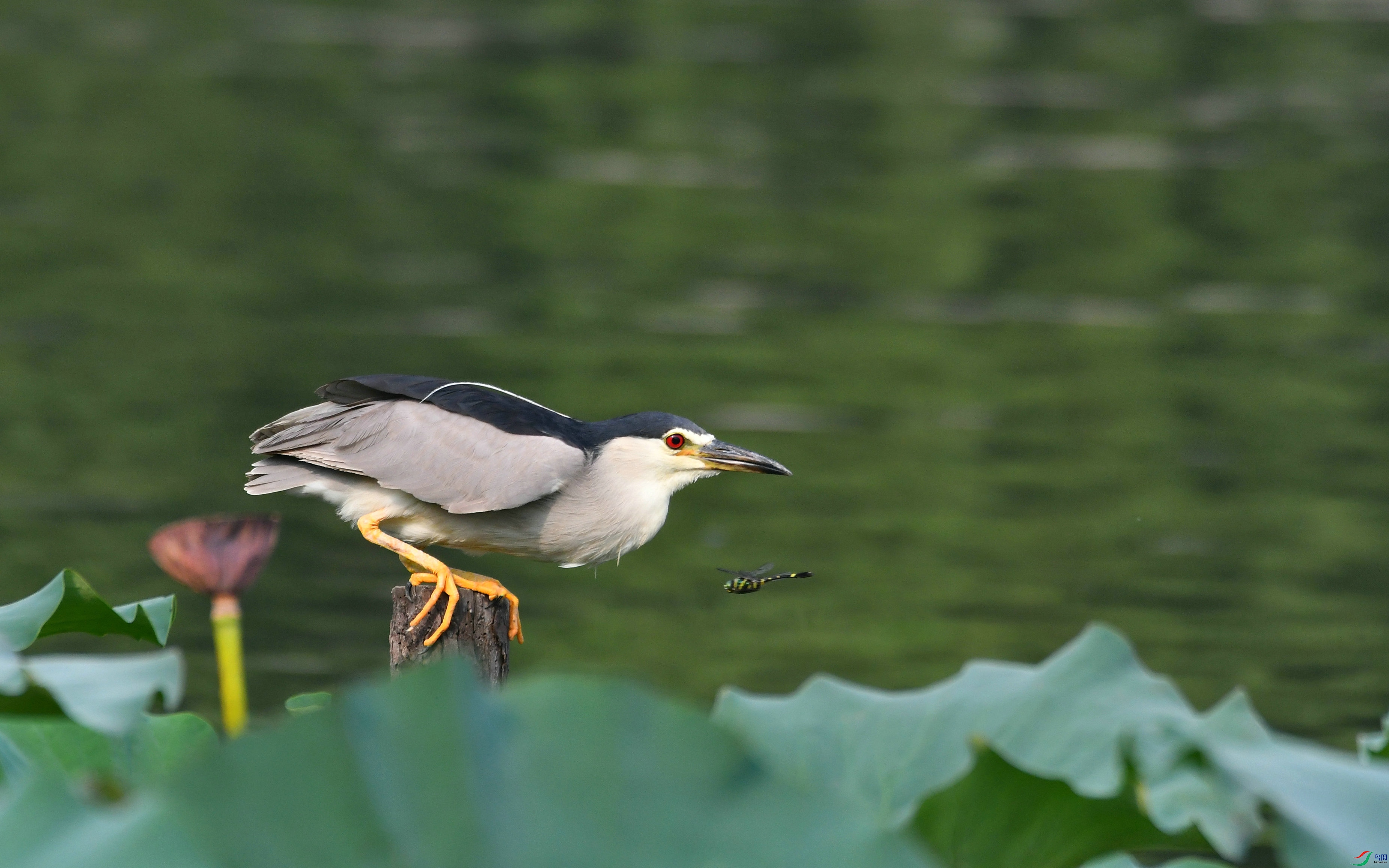 DSC_2677.JPG