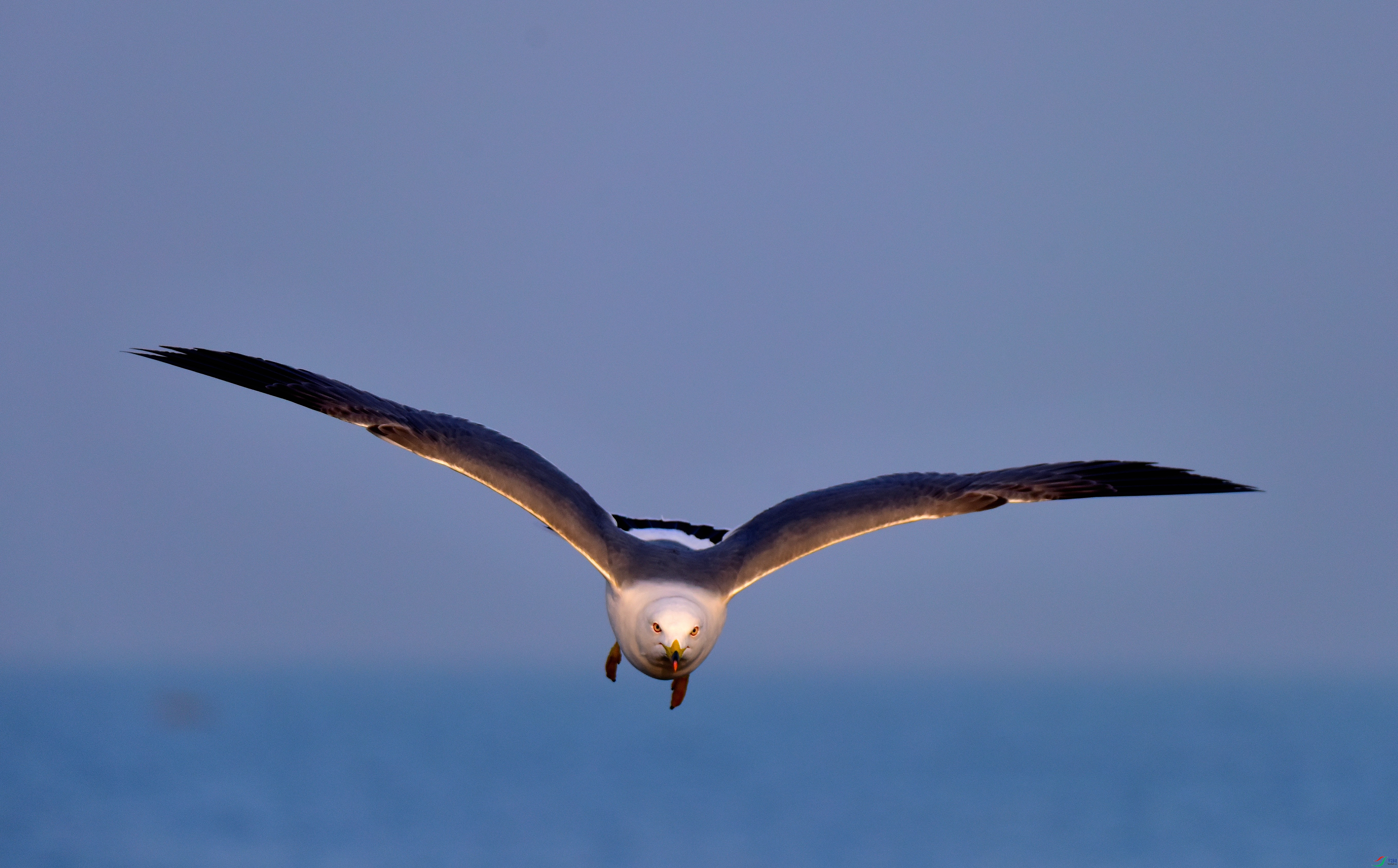 DSC_6203-2019-1-14.JPG