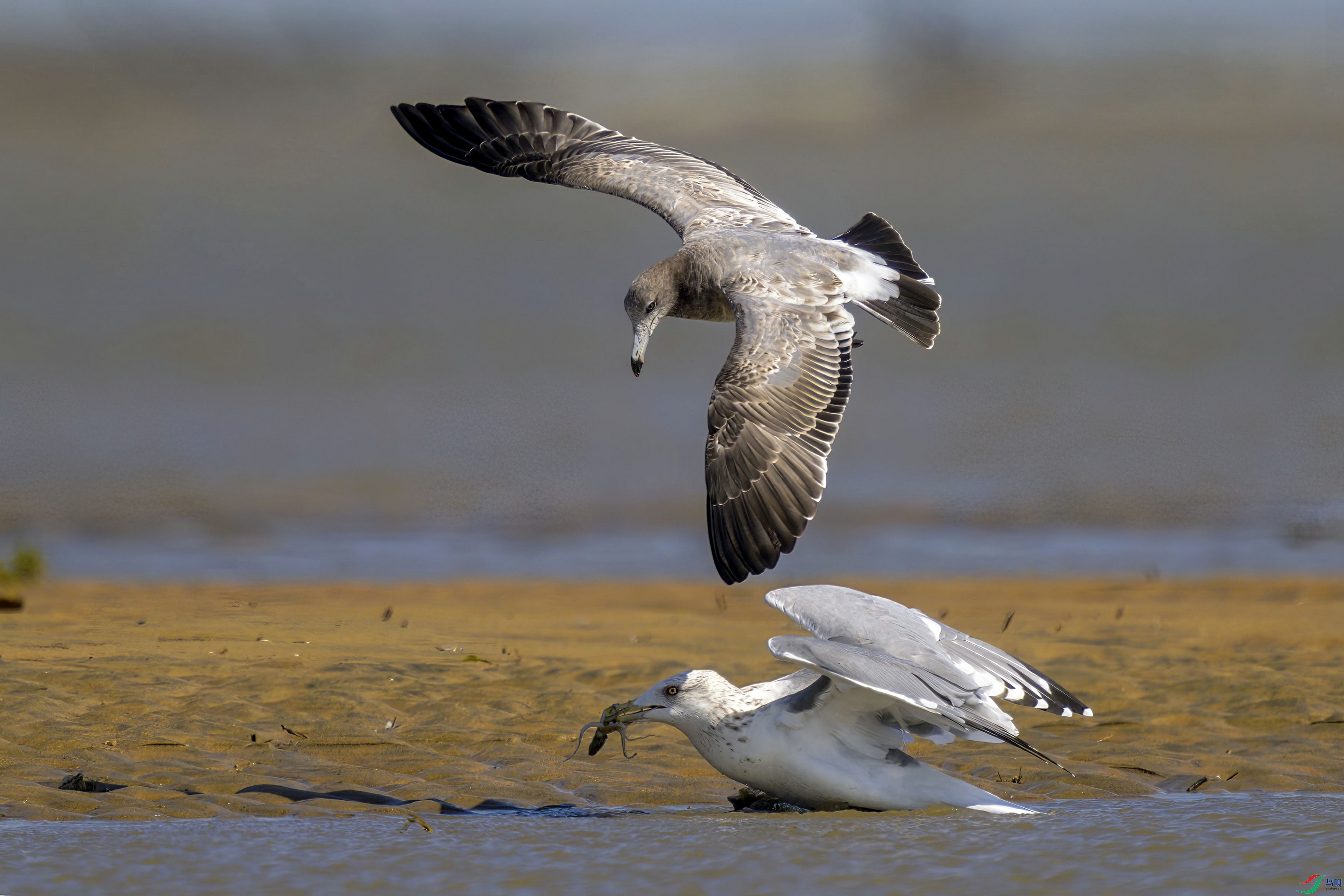 _DSC9300 ����F01.jpg