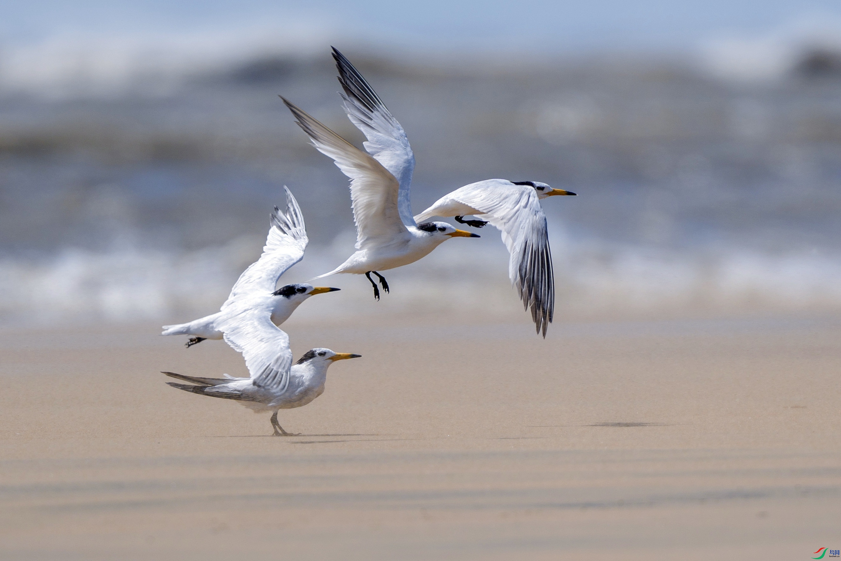 _DSC6194 ����f01.jpg