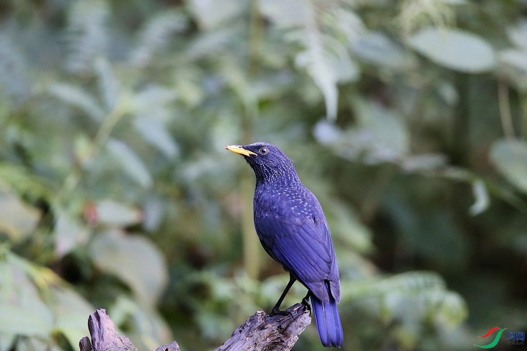 ���� IMGL1098.JPG