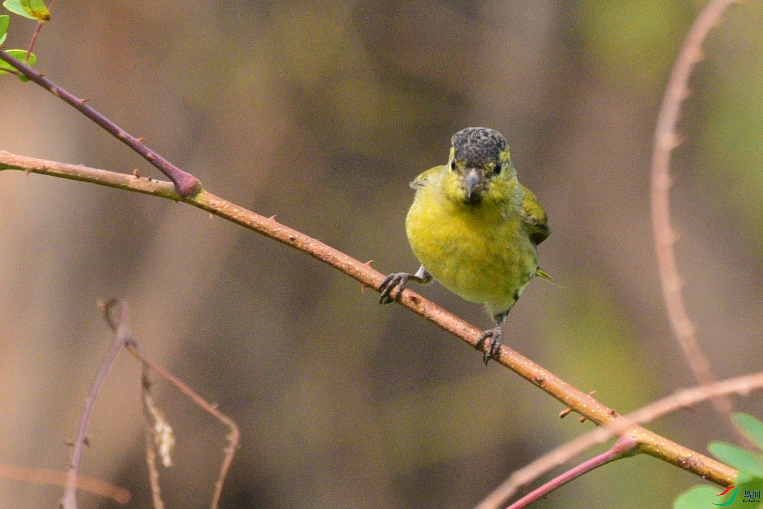 DSC_6203.JPG