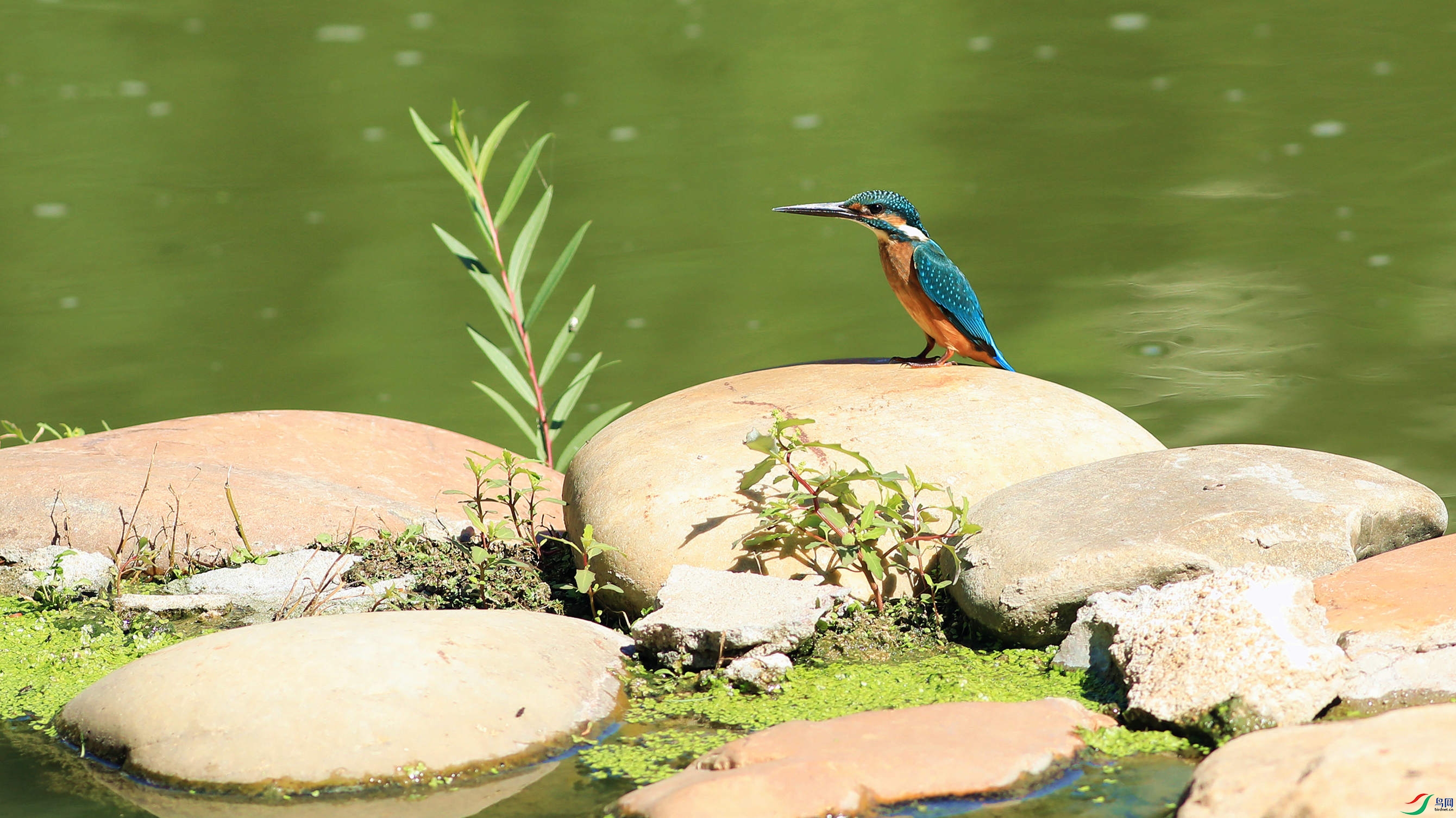 ��ͨ����