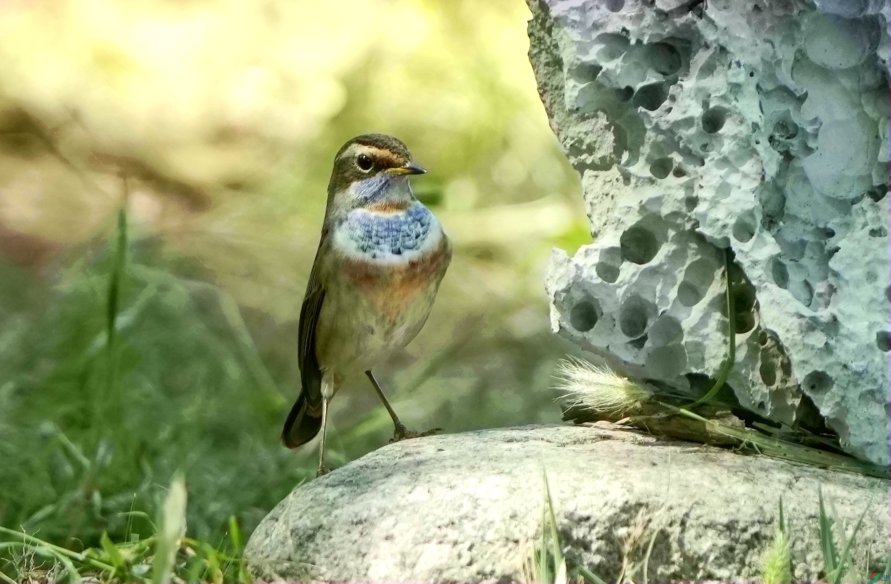 ʯ�������DSC06957_����.jpg
