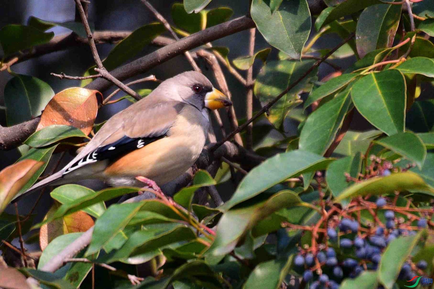 DSC_7274.JPG