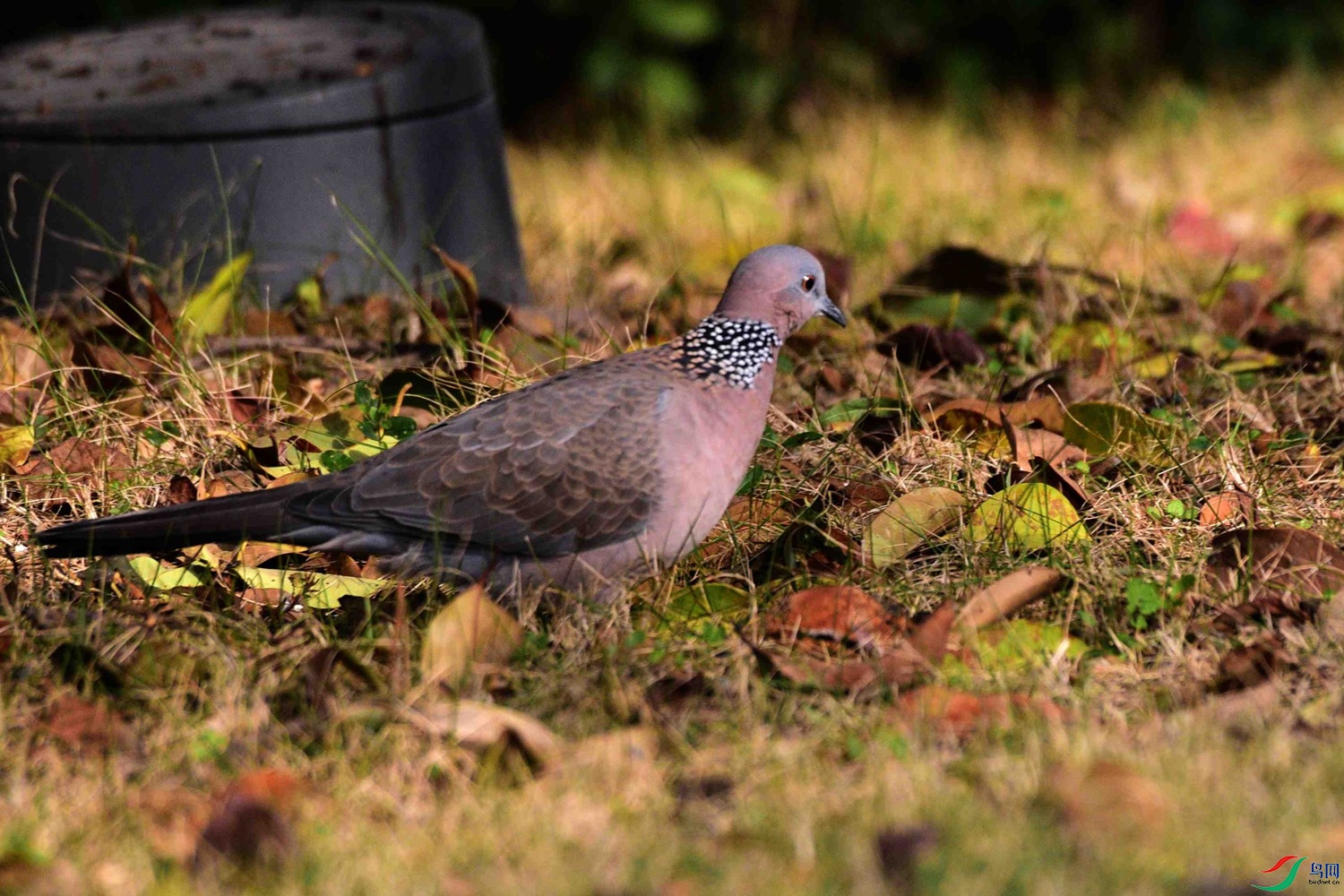 DSC_7625.JPG