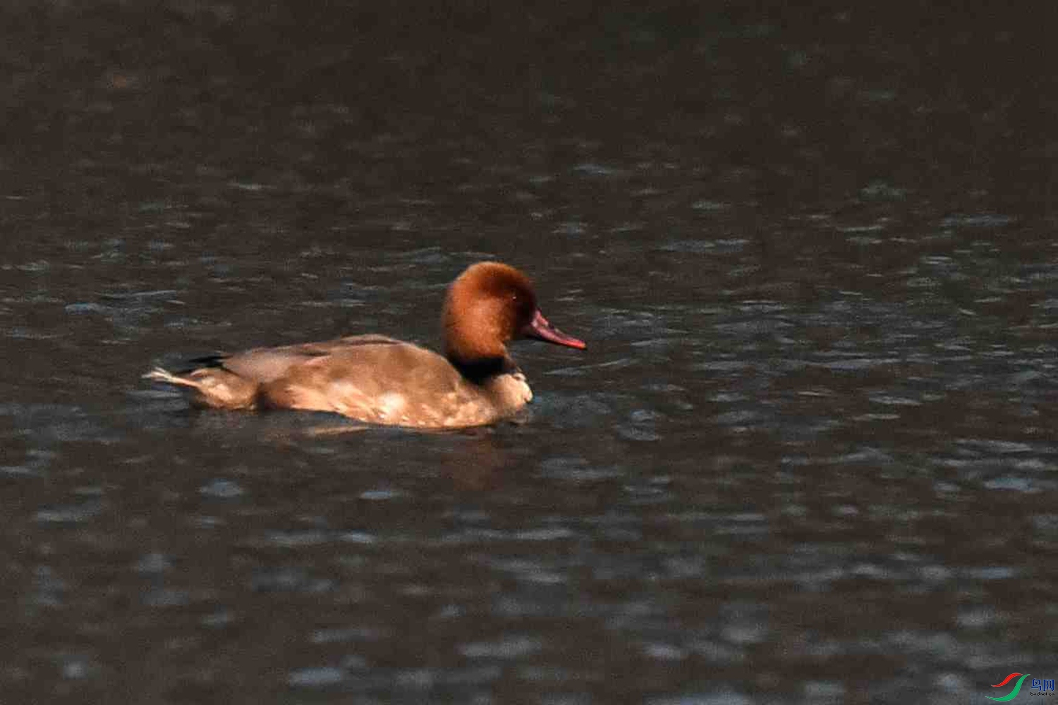 DSC_4712.JPG