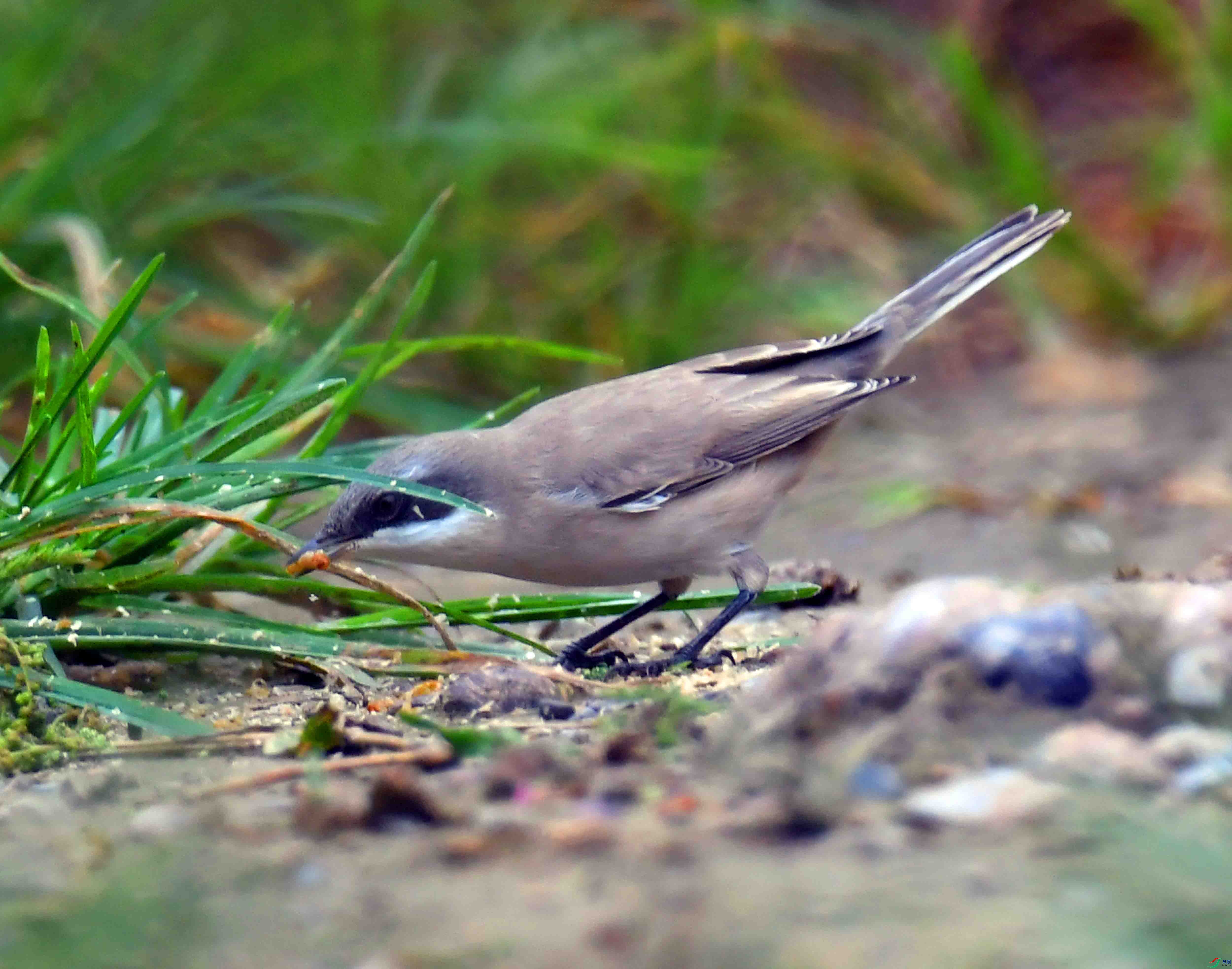 DSC_6902.JPG