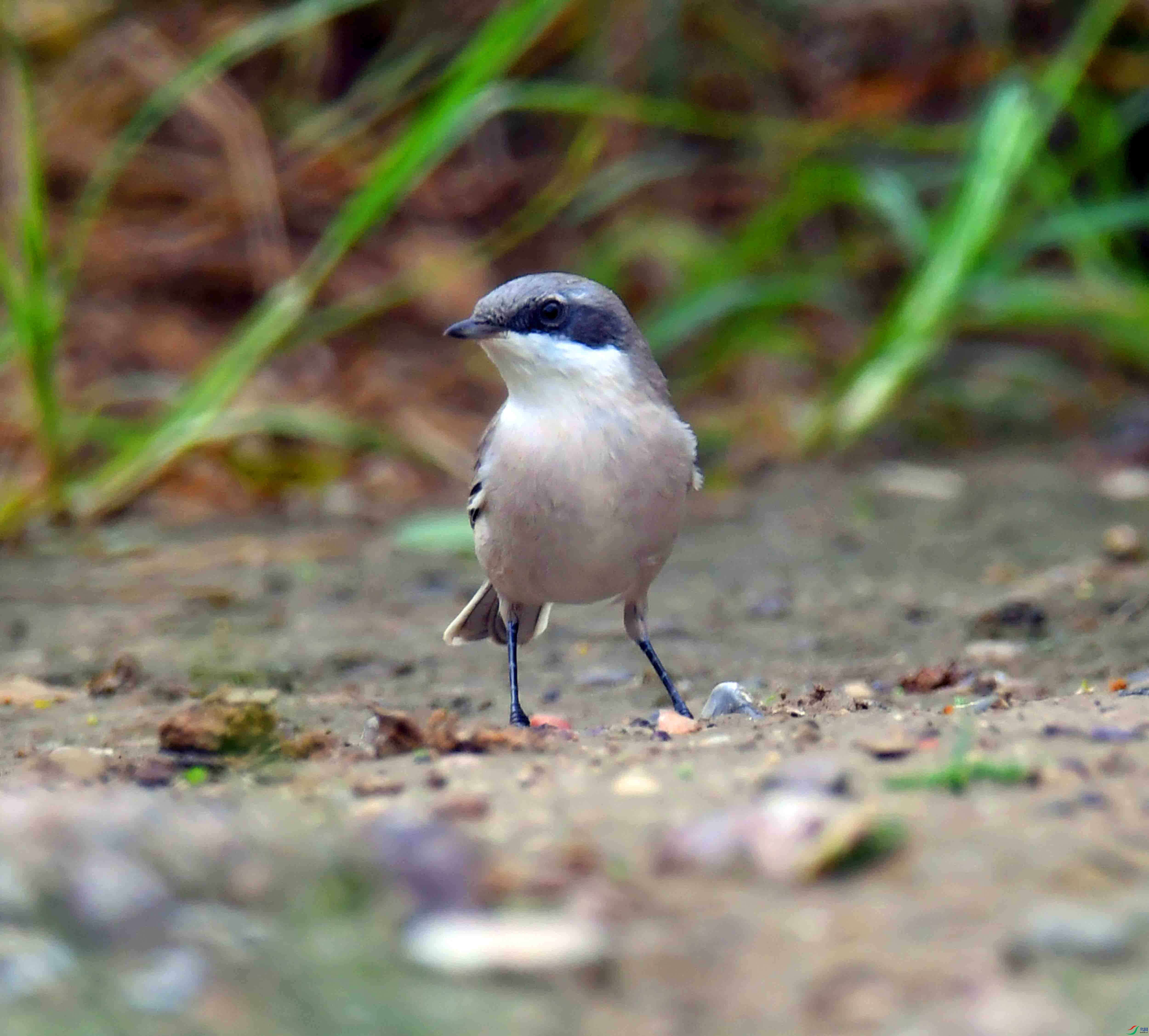 DSC_6889.JPG